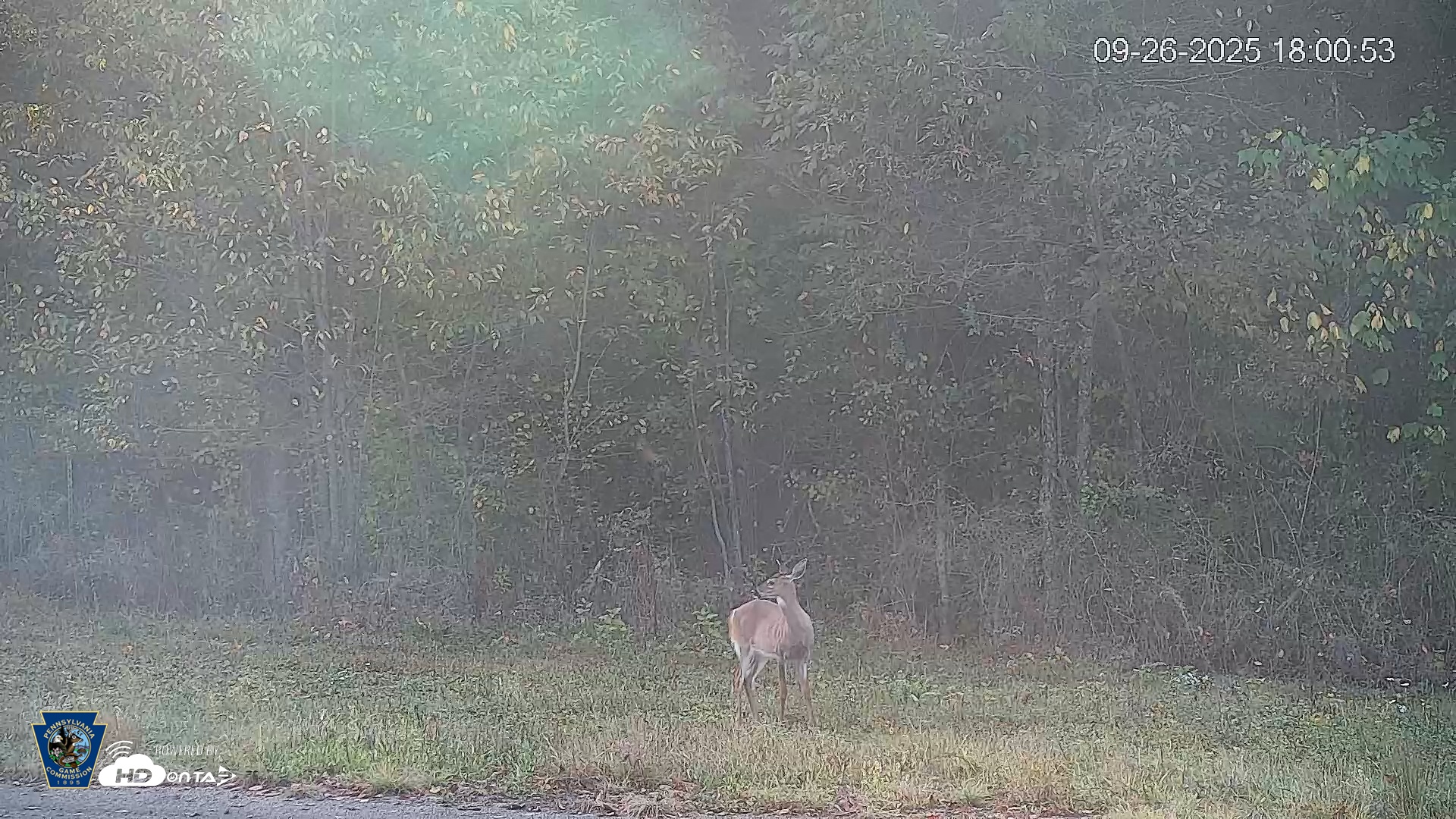 Snapshot of Pennsylvania Elk Live Webcam taken Sep 26, 2025, 6:01pm EDT