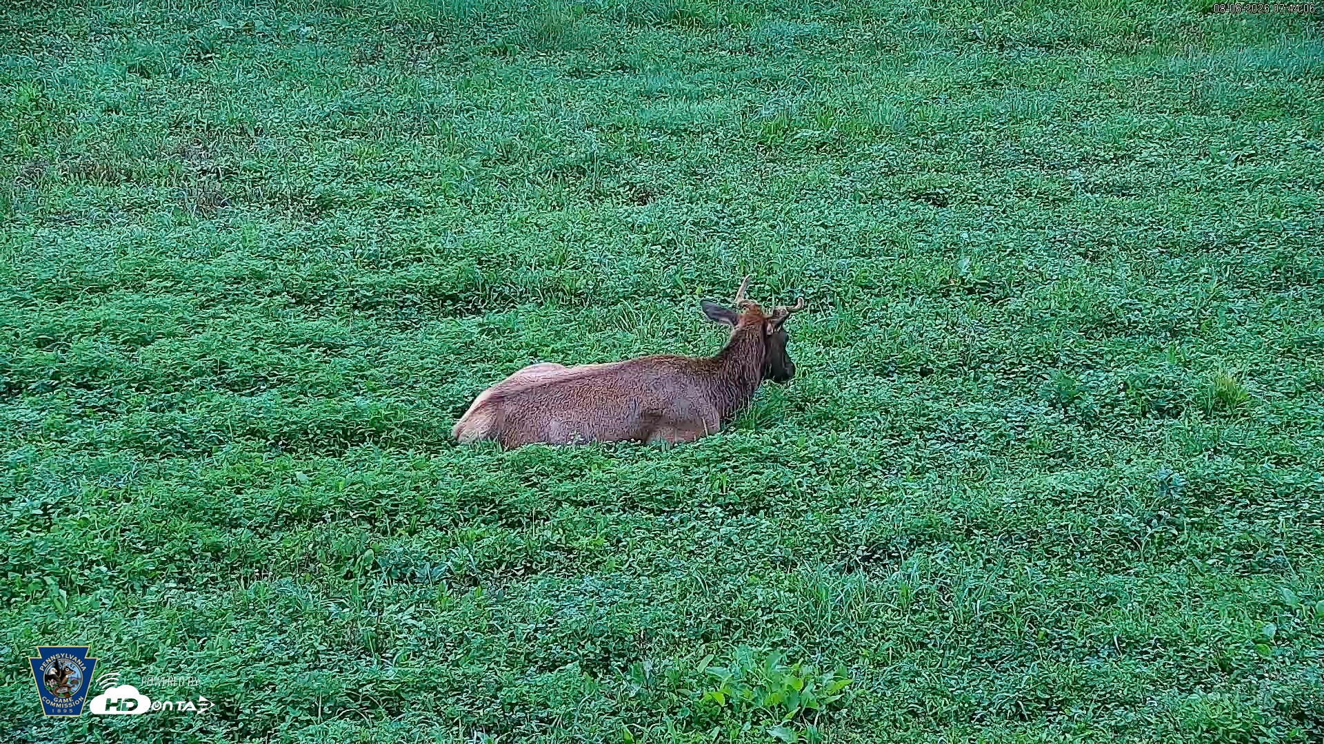 Snapshot of Pennsylvania Elk Live Webcam taken Aug 6, 2026, 7:45am EDT