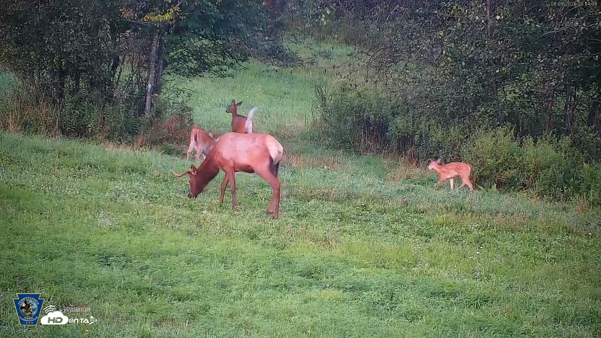Snapshot of Pennsylvania Elk Live Webcam taken Aug 9, 2026, 8:15pm EDT