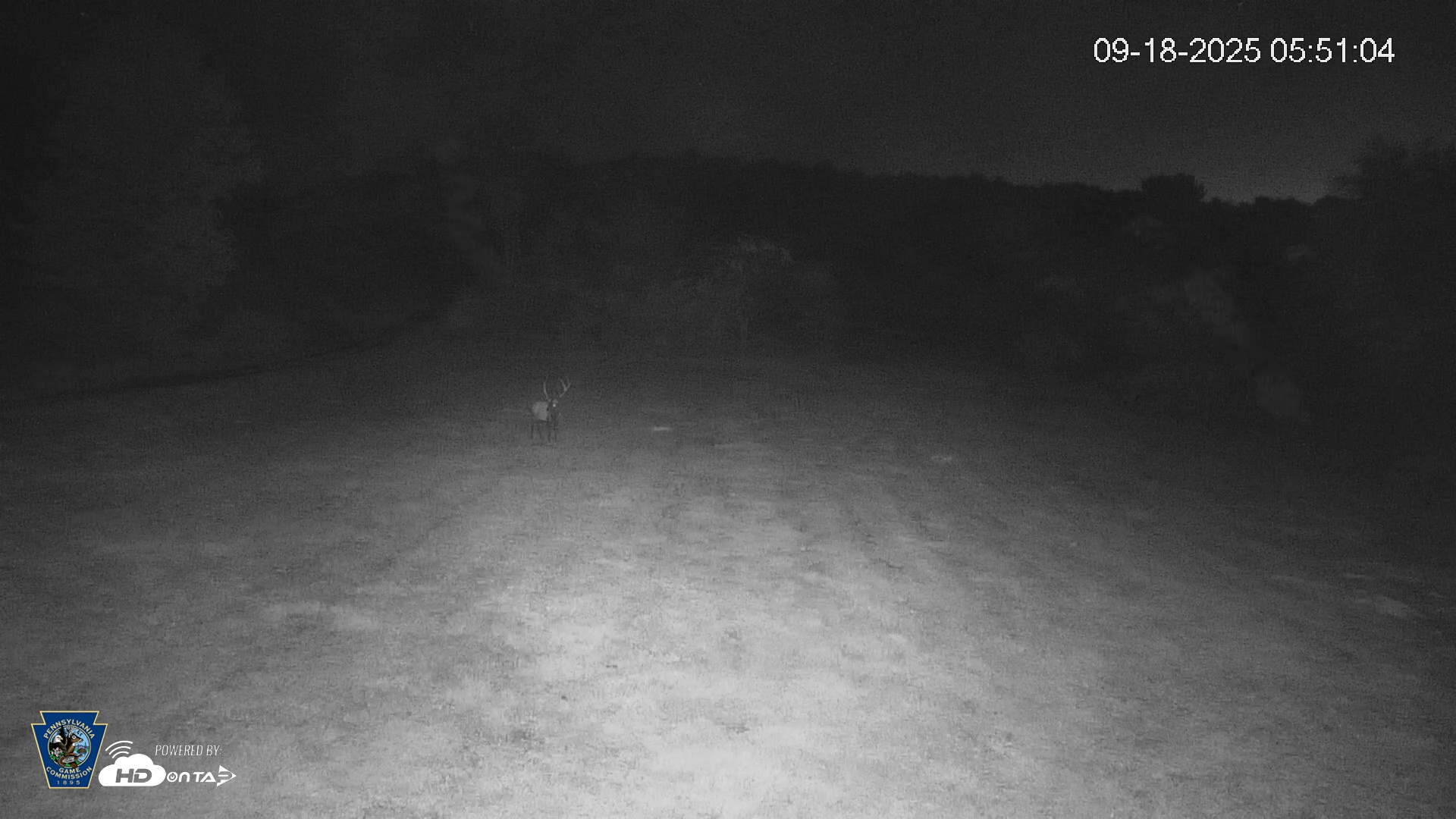 Snapshot of Pennsylvania Elk Live Webcam taken Sep 18, 2025, 5:51am EDT