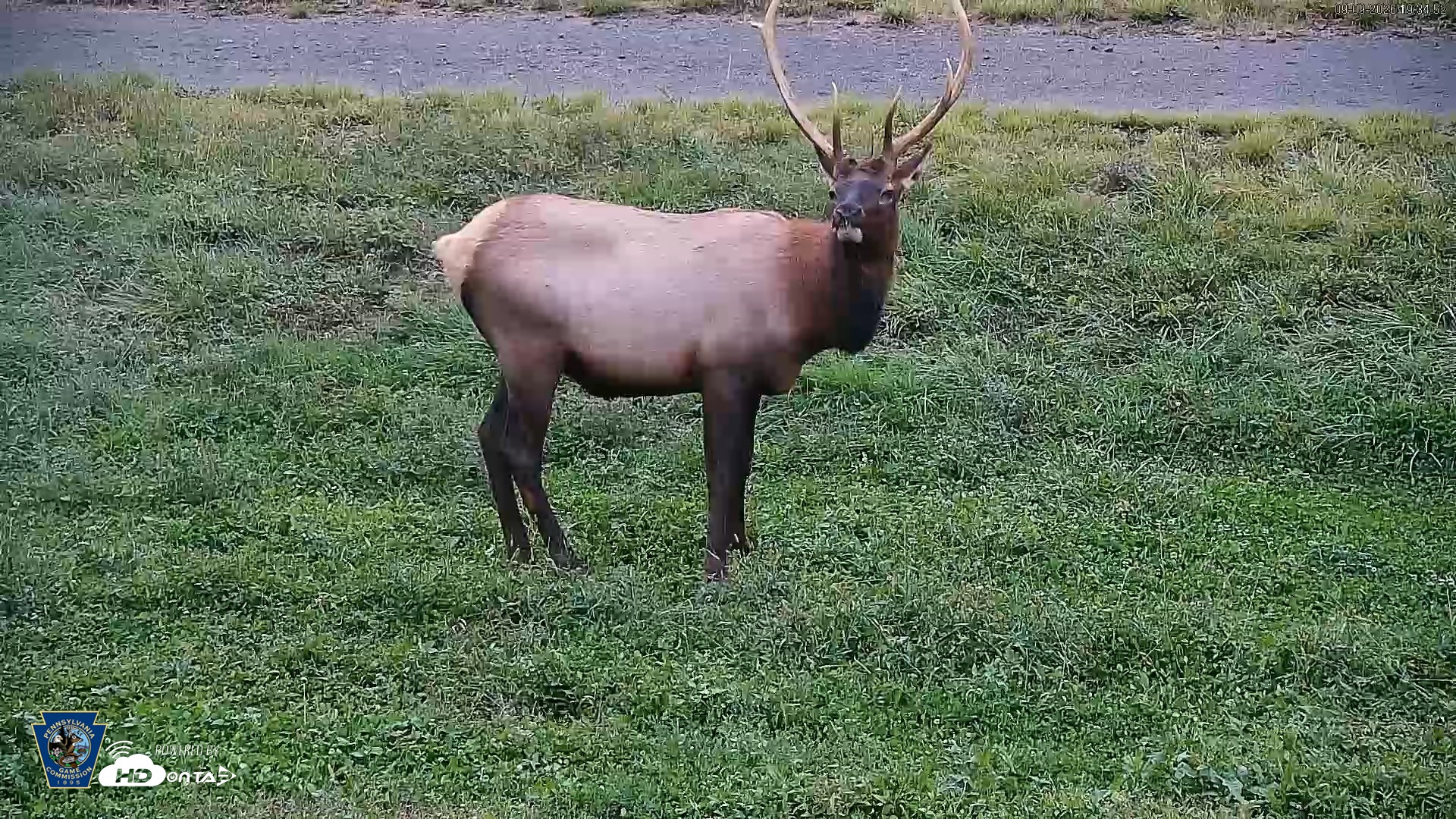 Snapshot of Pennsylvania Elk Live Webcam taken Sep 9, 2026, 7:35pm EDT