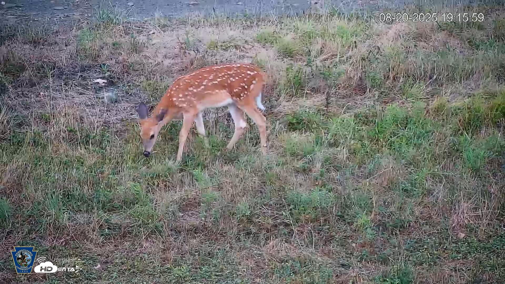 Snapshot of Pennsylvania Elk Live Webcam taken Aug 20, 2025, 7:16pm EDT