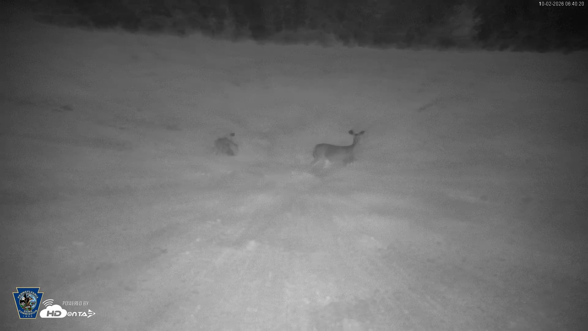 Snapshot of Pennsylvania Elk Live Webcam taken Oct 2, 2026, 6:41am EDT