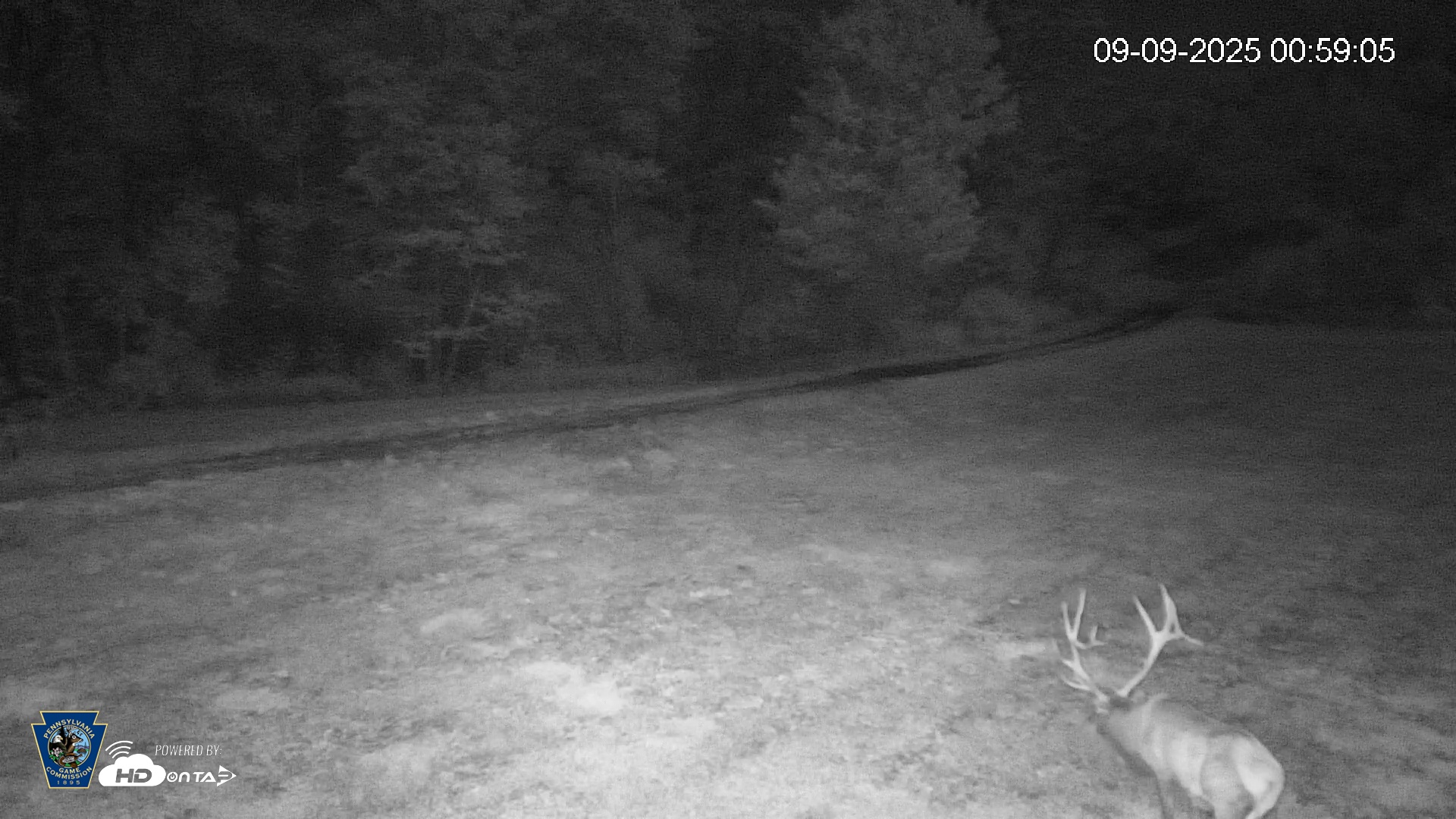 Snapshot of Pennsylvania Elk Live Webcam taken Sep 9, 2025, 12:59am EDT
