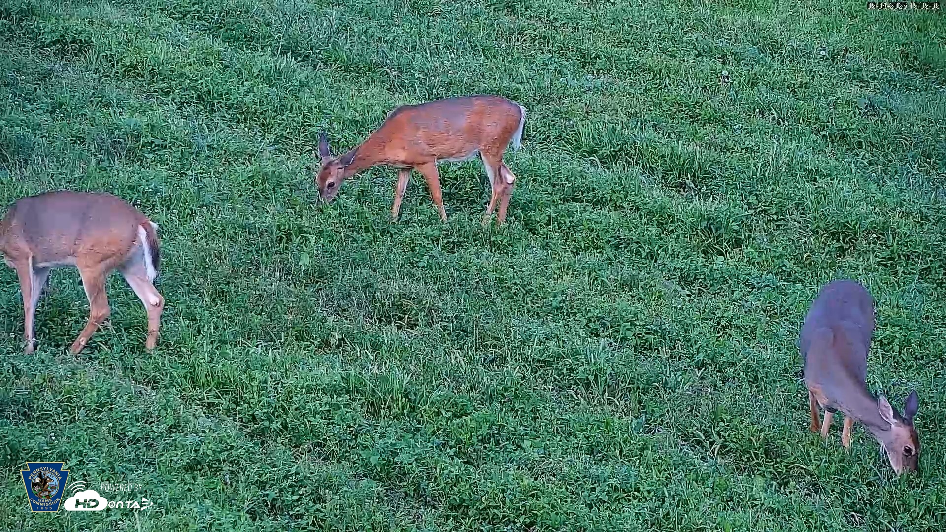 Snapshot of Pennsylvania Elk Live Webcam taken Sep 4, 2026, 7:09pm EDT