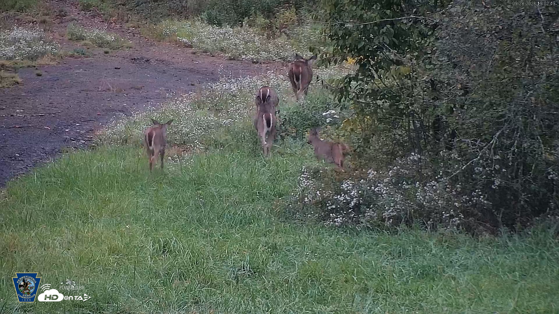 Snapshot of Pennsylvania Elk Live Webcam taken Sep 28, 2026, 7:03pm EDT