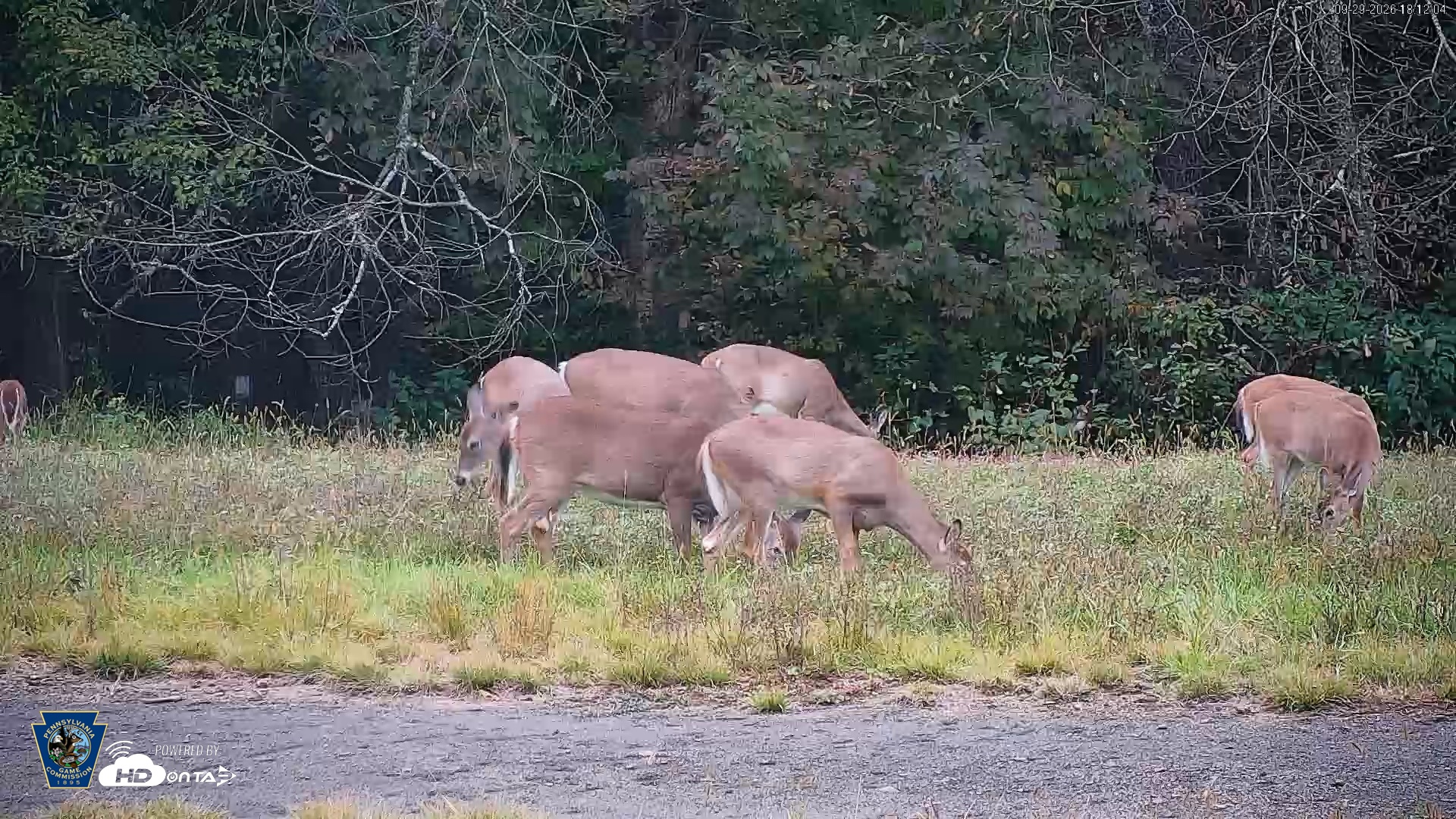 Snapshot of Pennsylvania Elk Live Webcam taken Sep 29, 2026, 6:12pm EDT