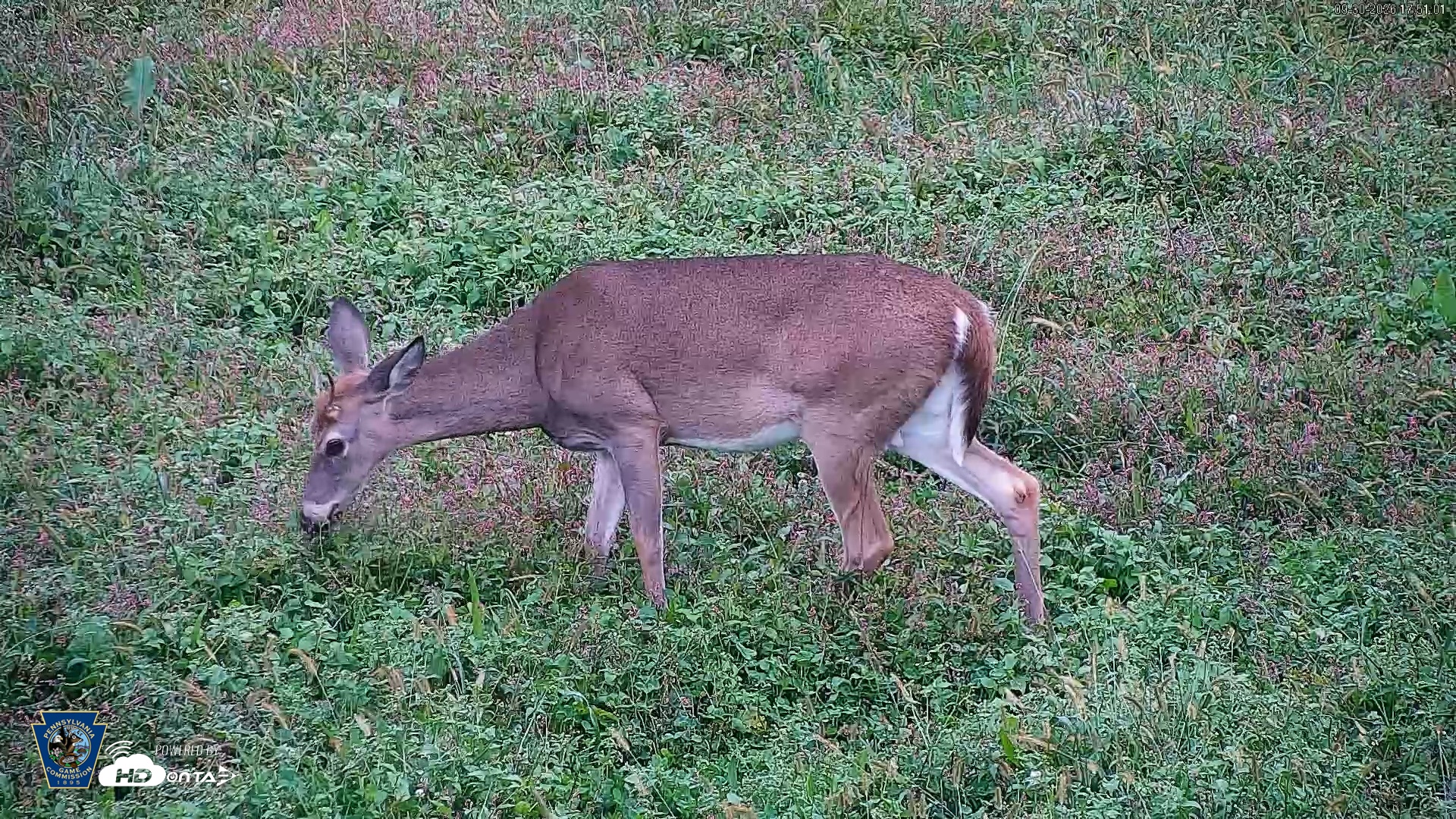 Snapshot of Pennsylvania Elk Live Webcam taken Sep 30, 2026, 5:52pm EDT