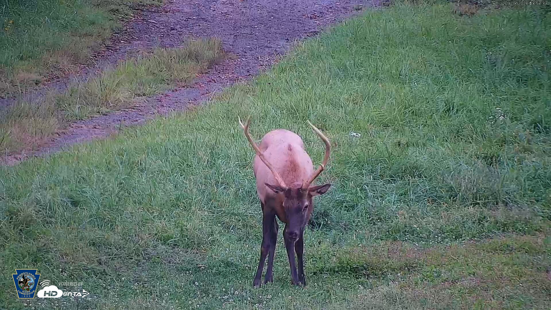 Snapshot of Pennsylvania Elk Live Webcam taken Sep 8, 2026, 6:58pm EDT