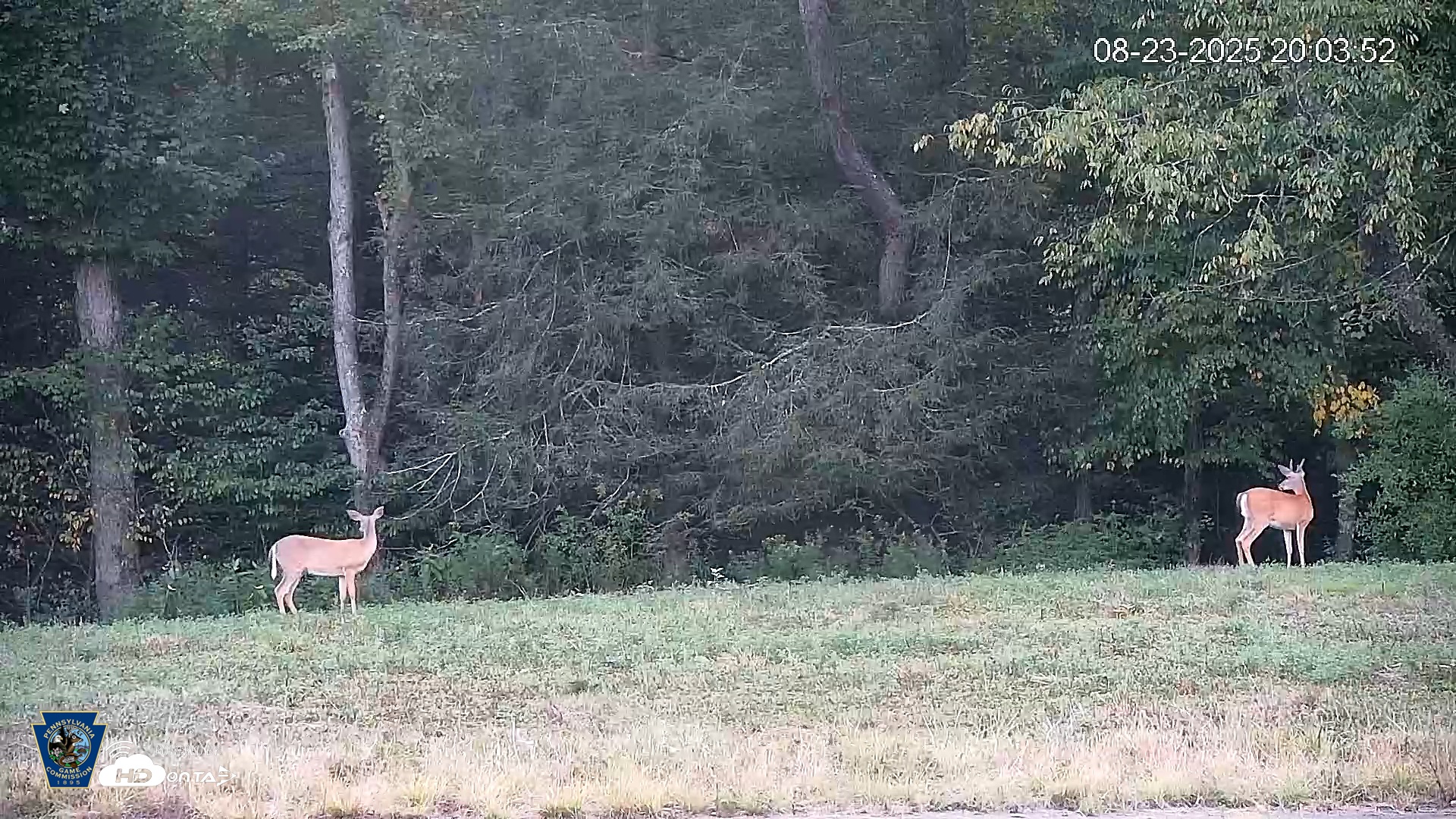 Snapshot of Pennsylvania Elk Live Webcam taken Aug 23, 2025, 8:04pm EDT