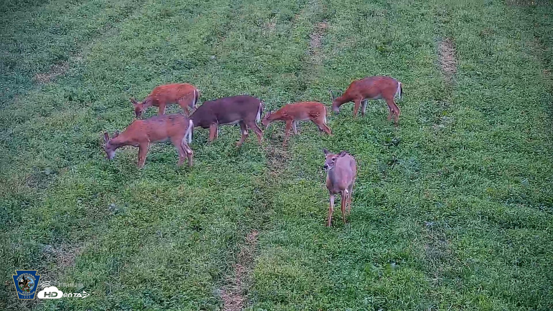 Snapshot of Pennsylvania Elk Live Webcam taken Sep 4, 2026, 7:21pm EDT