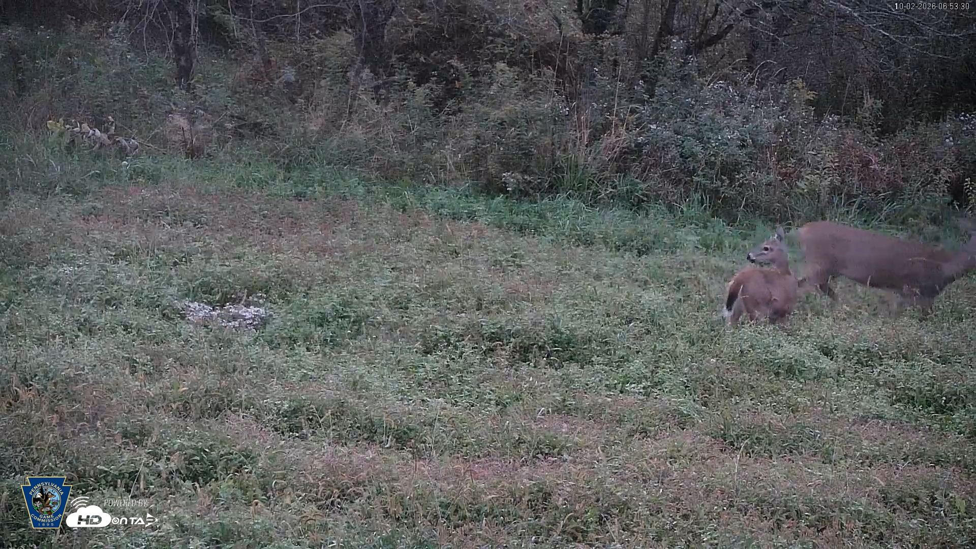 Snapshot of Pennsylvania Elk Live Webcam taken Oct 2, 2026, 6:54am EDT