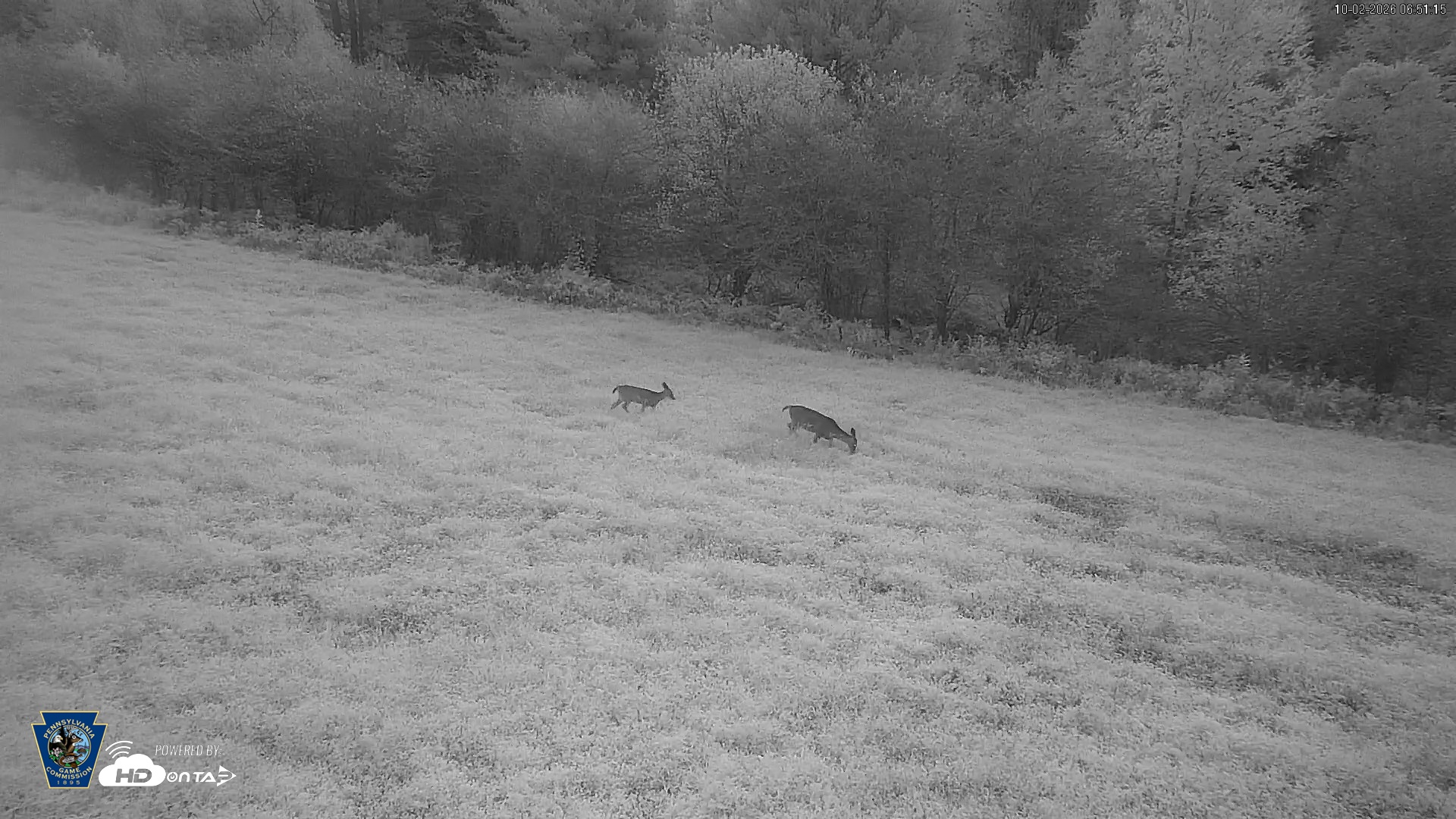 Snapshot of Pennsylvania Elk Live Webcam taken Oct 2, 2026, 6:52am EDT