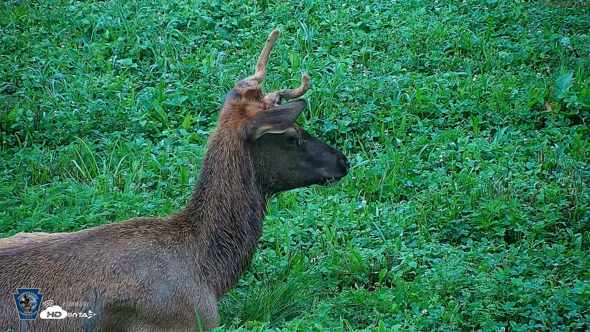 Snapshot of Pennsylvania Elk Live Webcam taken Aug 6, 2026, 7:46am EDT