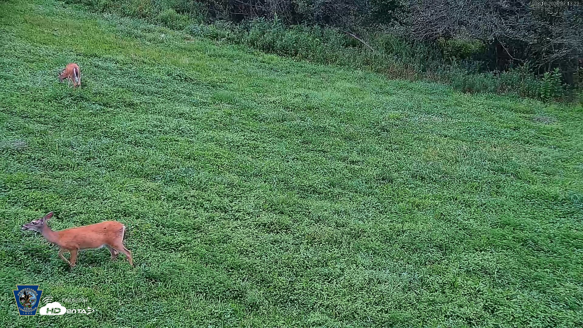 Snapshot of Pennsylvania Elk Live Webcam taken Aug 16, 2026, 7:14am EDT