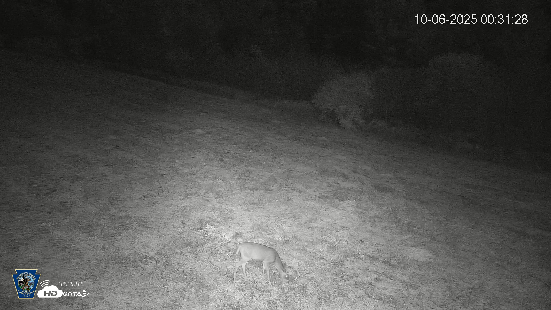 Snapshot of Pennsylvania Elk Live Webcam taken Oct 6, 2025, 12:32am EDT