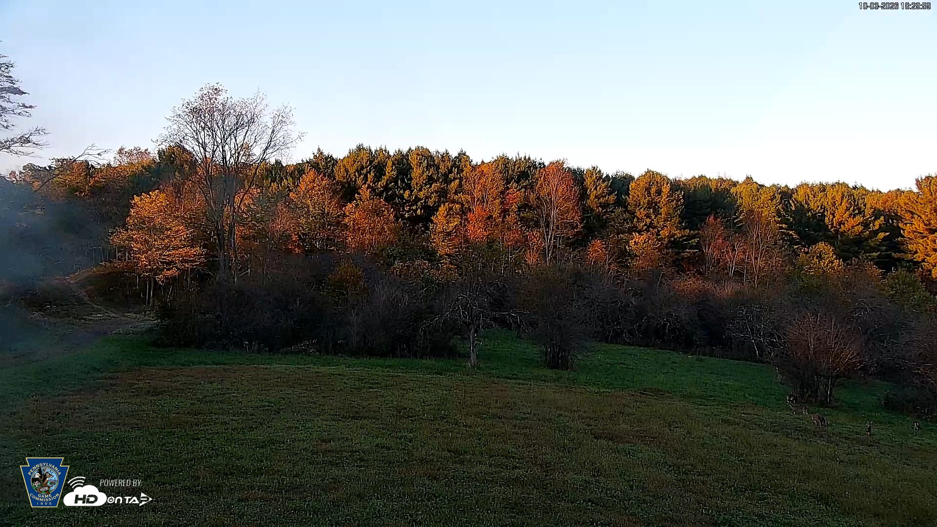 Snapshot of Pennsylvania Elk Live Webcam taken Oct 3, 2026, 6:30pm EDT