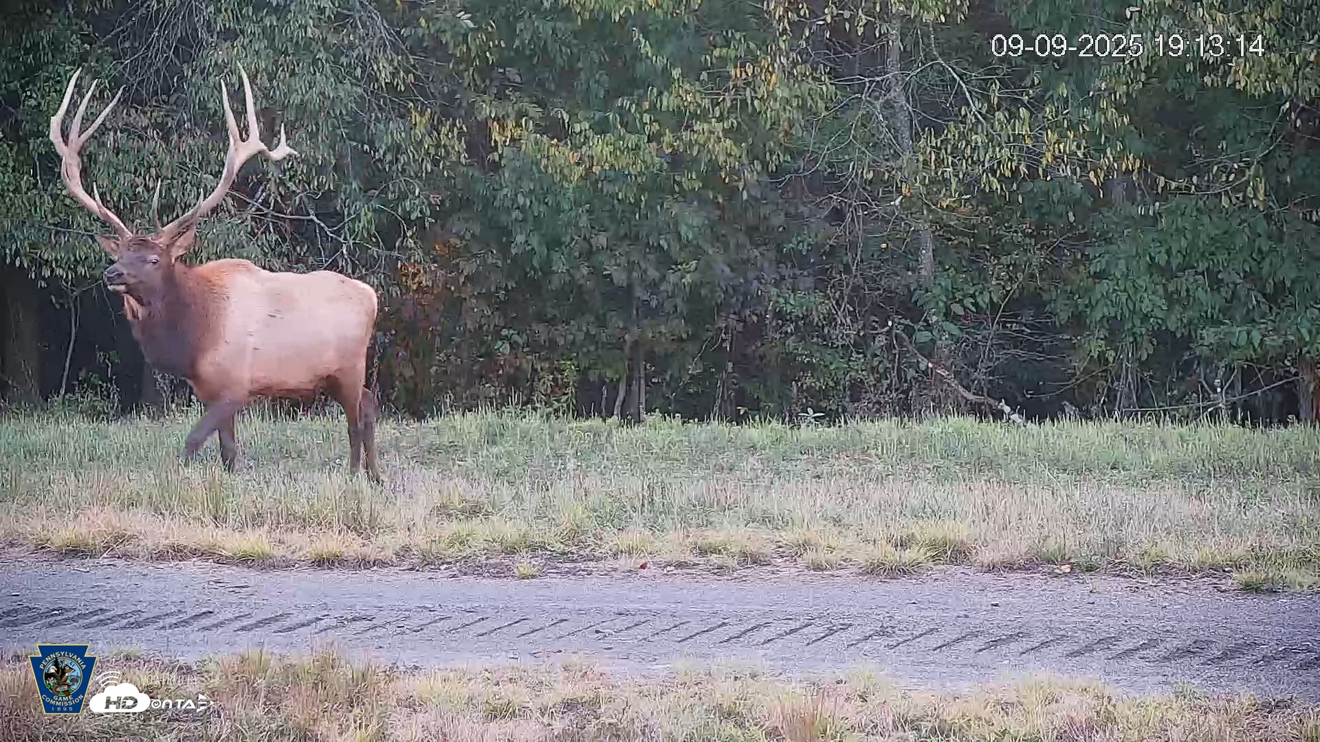 Snapshot of Pennsylvania Elk Live Webcam taken Sep 9, 2025, 7:13pm EDT