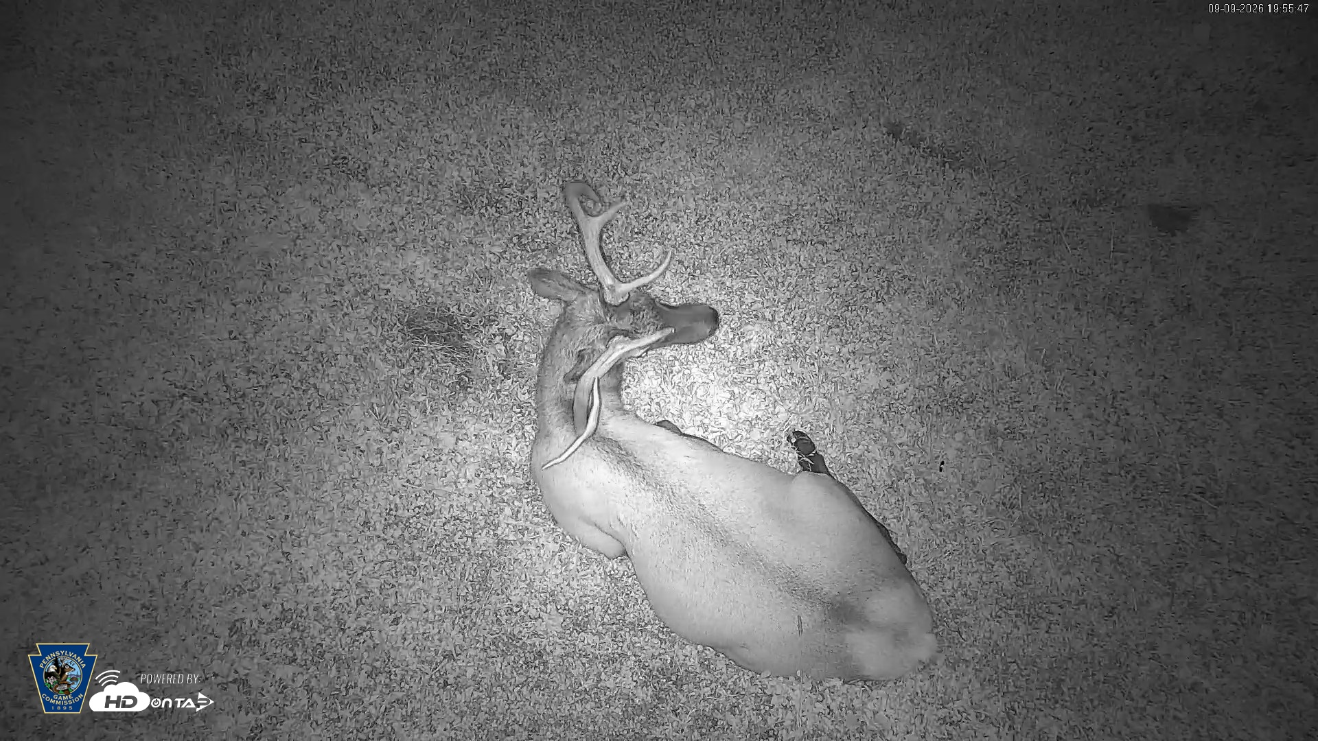 Snapshot of Pennsylvania Elk Live Webcam taken Sep 9, 2026, 7:56pm EDT