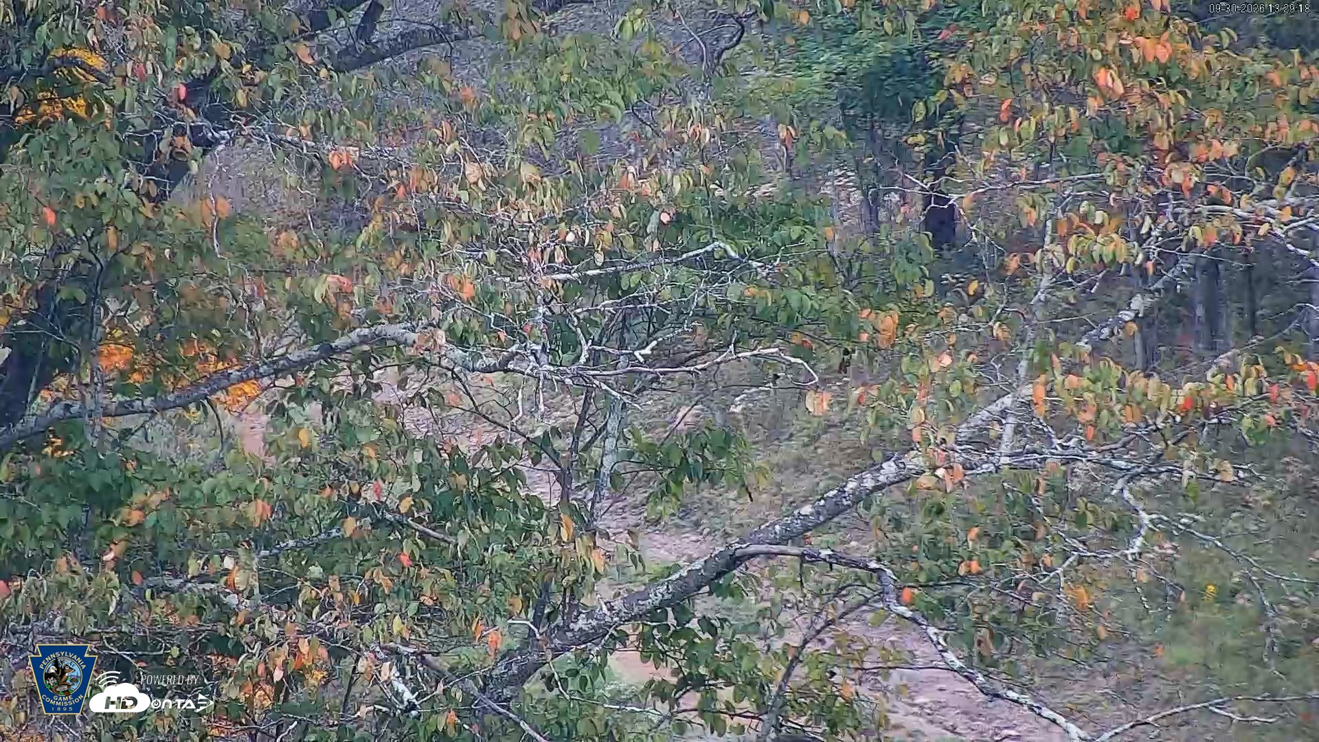 Snapshot of Pennsylvania Elk Live Webcam taken Sep 30, 2026, 1:30pm EDT