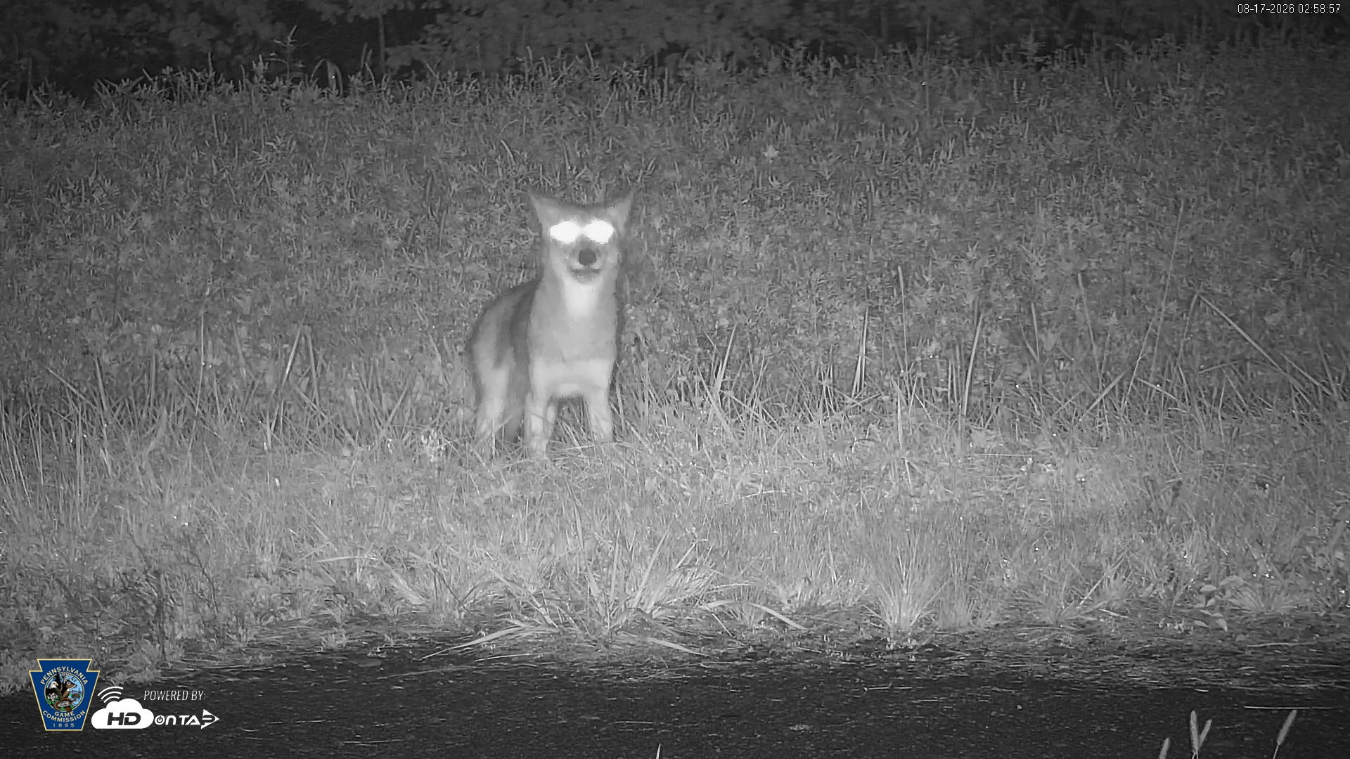 Snapshot of Pennsylvania Elk Live Webcam taken Aug 17, 2026, 3:01am EDT