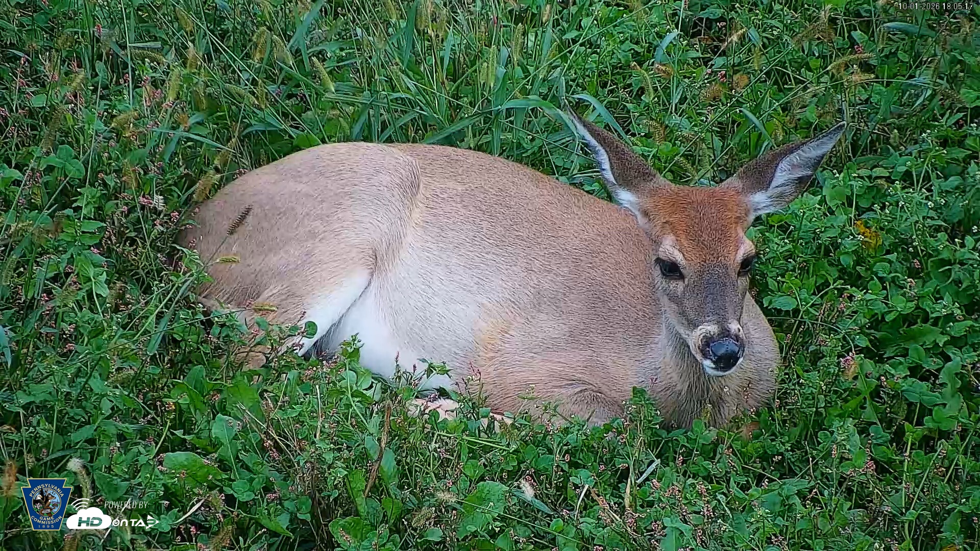 Snapshot of Pennsylvania Elk Live Webcam taken Oct 1, 2026, 6:05pm EDT