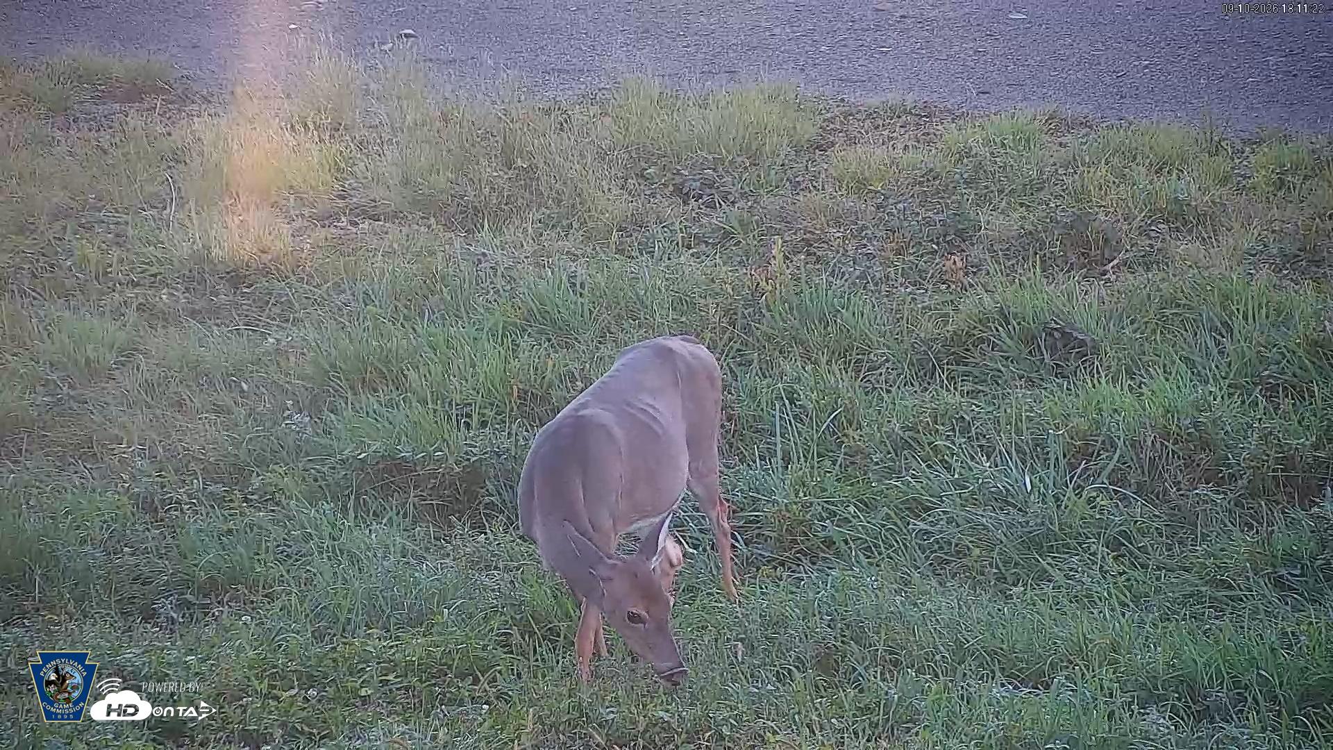Snapshot of Pennsylvania Elk Live Webcam taken Sep 10, 2026, 6:12pm EDT