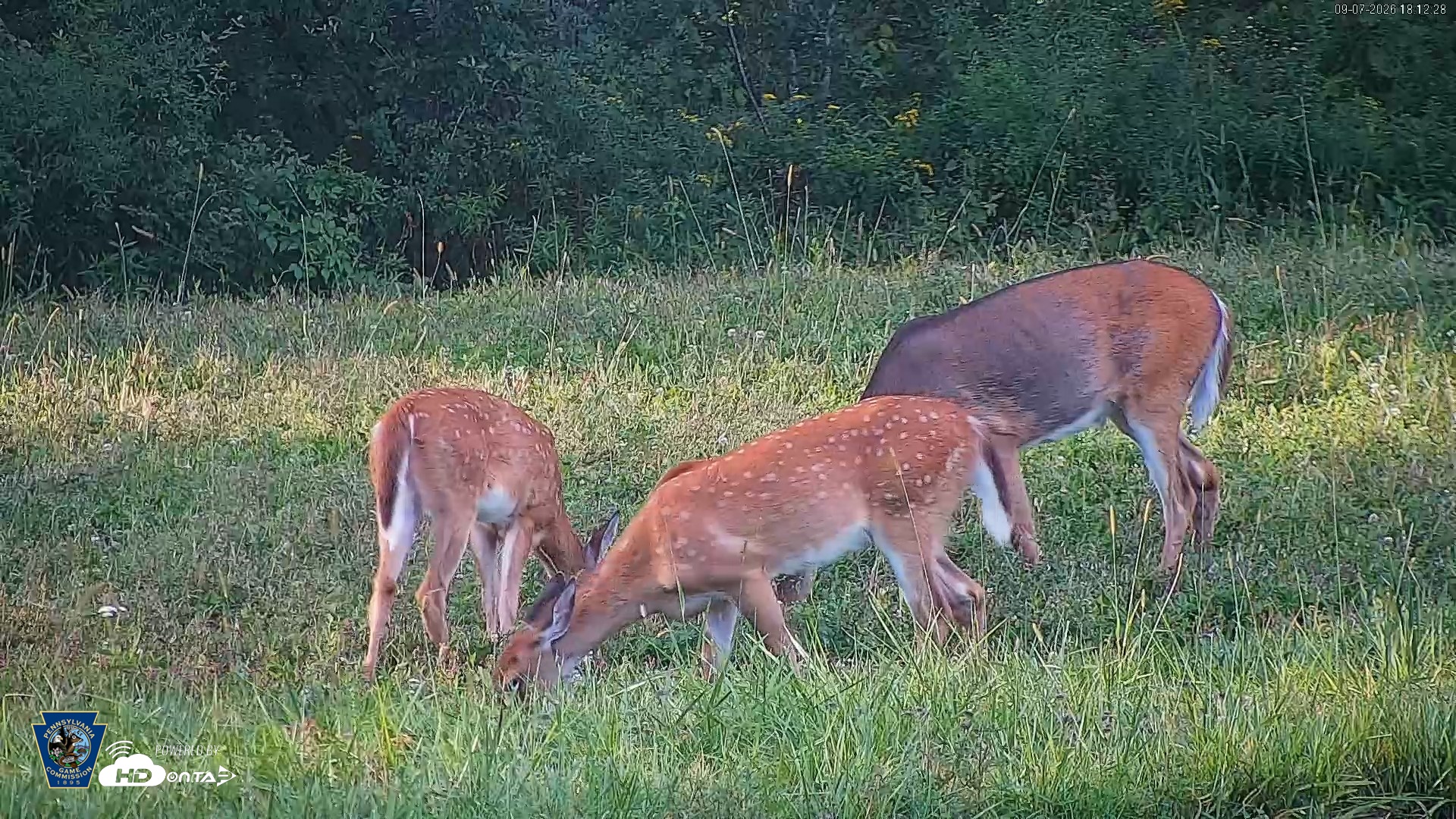 Snapshot of Pennsylvania Elk Live Webcam taken Sep 7, 2026, 6:13pm EDT