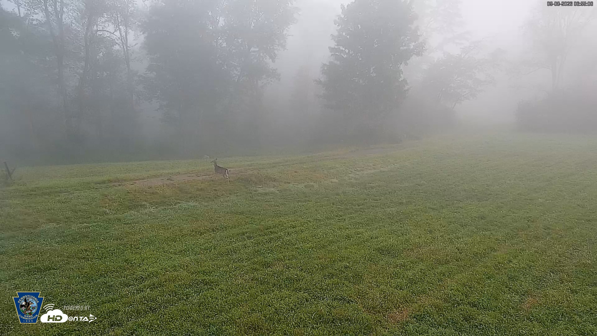 Snapshot of Pennsylvania Elk Live Webcam taken Sep 8, 2026, 6:56am EDT