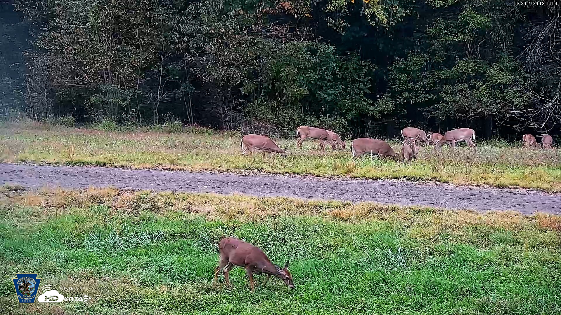 Snapshot of Pennsylvania Elk Live Webcam taken Sep 29, 2026, 6:10pm EDT