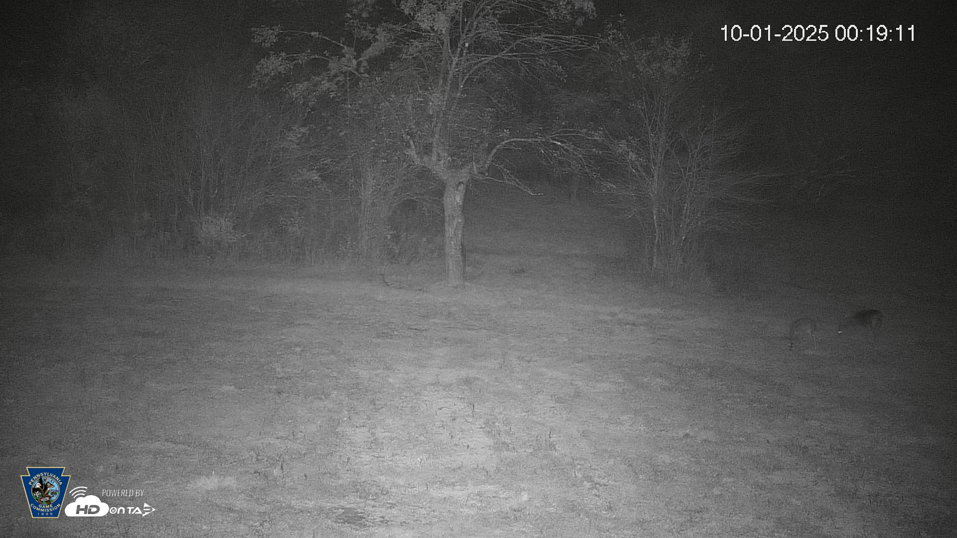 Snapshot of Pennsylvania Elk Live Webcam taken Oct 1, 2025, 12:19am EDT