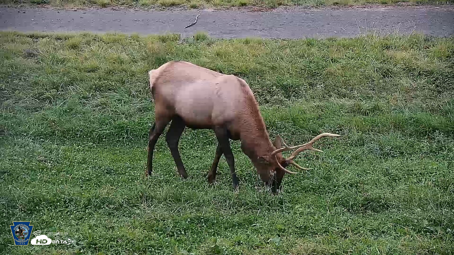 Snapshot of Pennsylvania Elk Live Webcam taken Sep 9, 2026, 7:40pm EDT