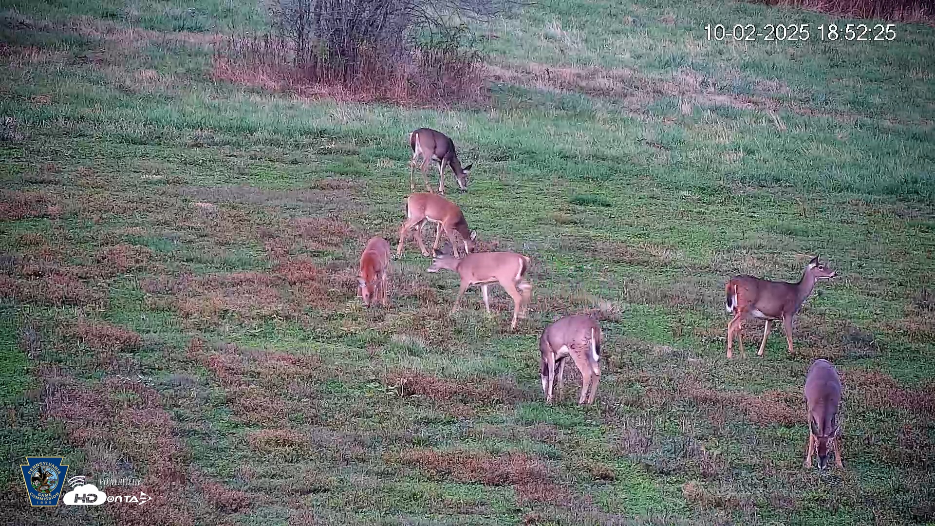 Snapshot of Pennsylvania Elk Live Webcam taken Oct 2, 2025, 6:53pm EDT