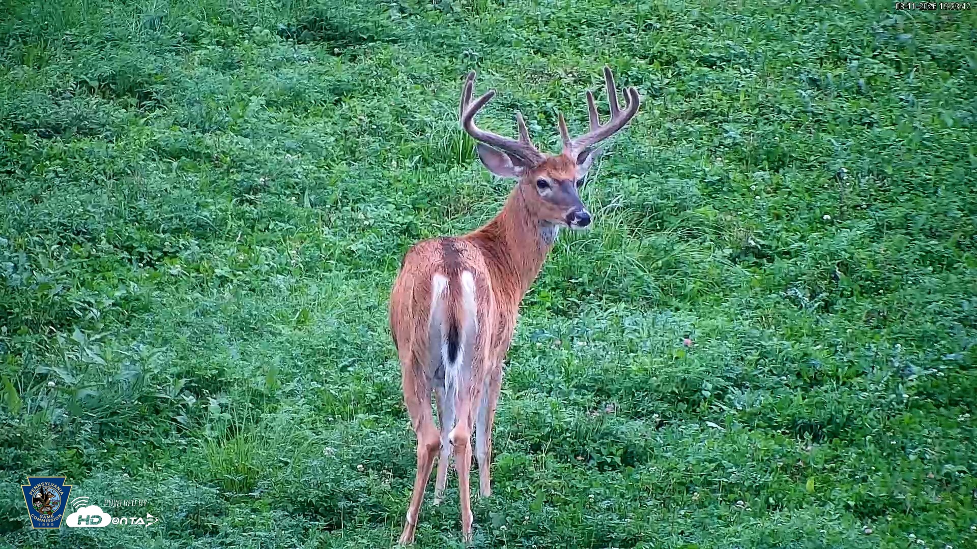 Snapshot of Pennsylvania Elk Live Webcam taken Aug 11, 2026, 7:35pm EDT