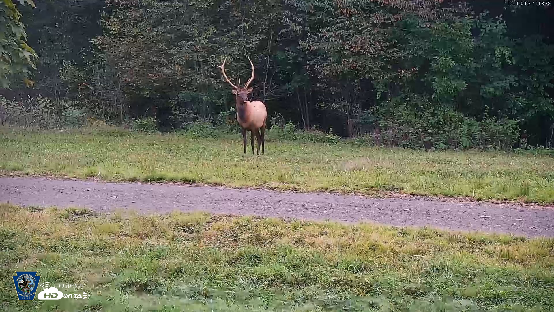 Snapshot of Pennsylvania Elk Live Webcam taken Sep 9, 2026, 7:09pm EDT