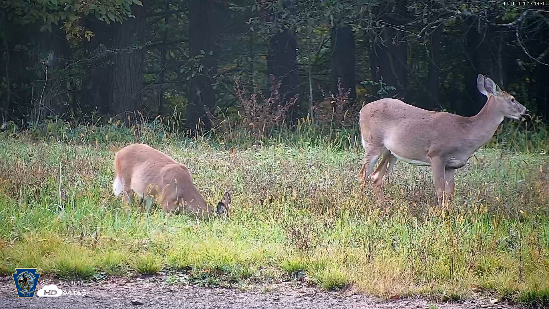 Snapshot of Pennsylvania Elk Live Webcam taken Oct 1, 2026, 6:17pm EDT