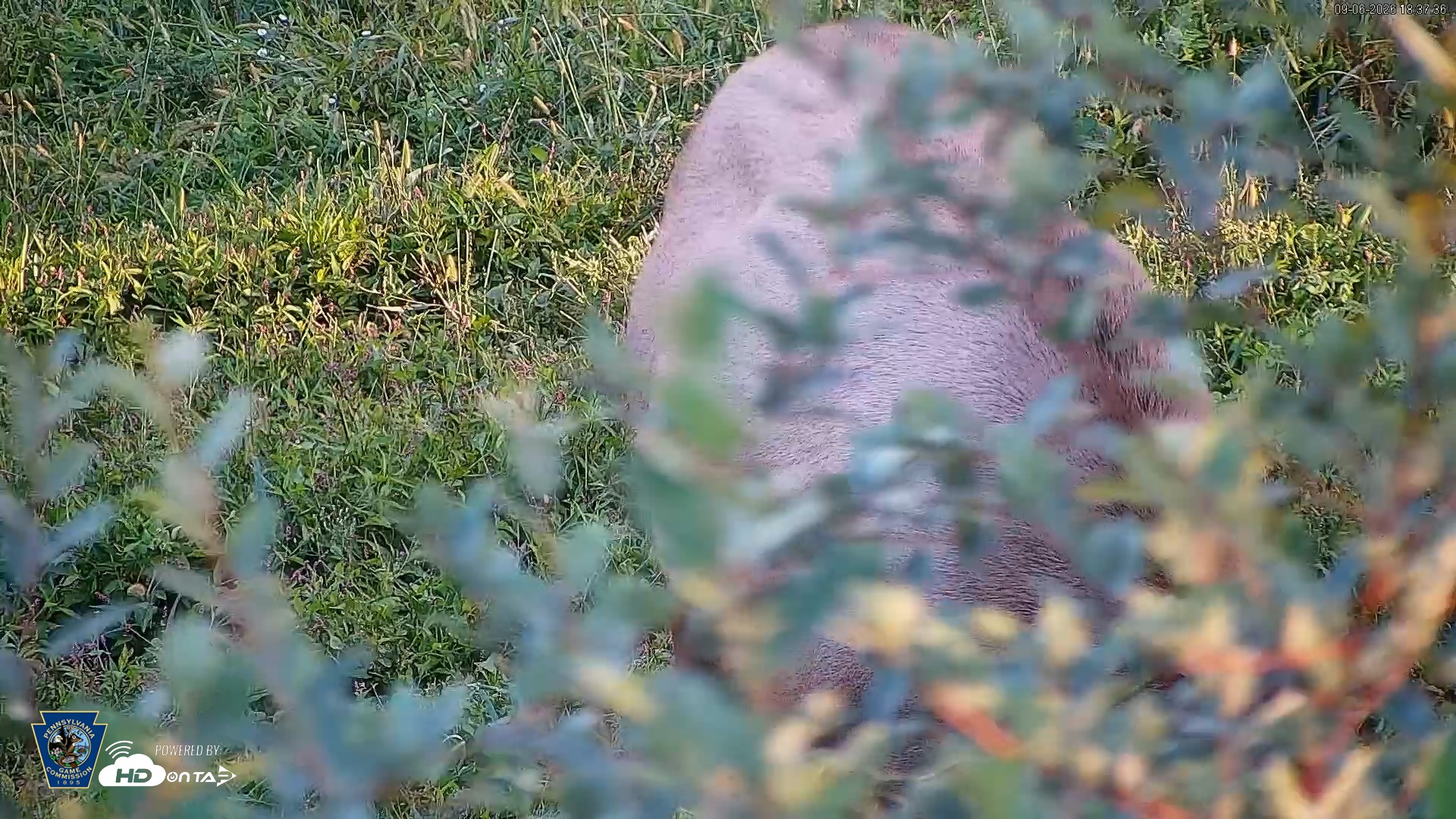 Snapshot of Pennsylvania Elk Live Webcam taken Sep 6, 2026, 6:38pm EDT
