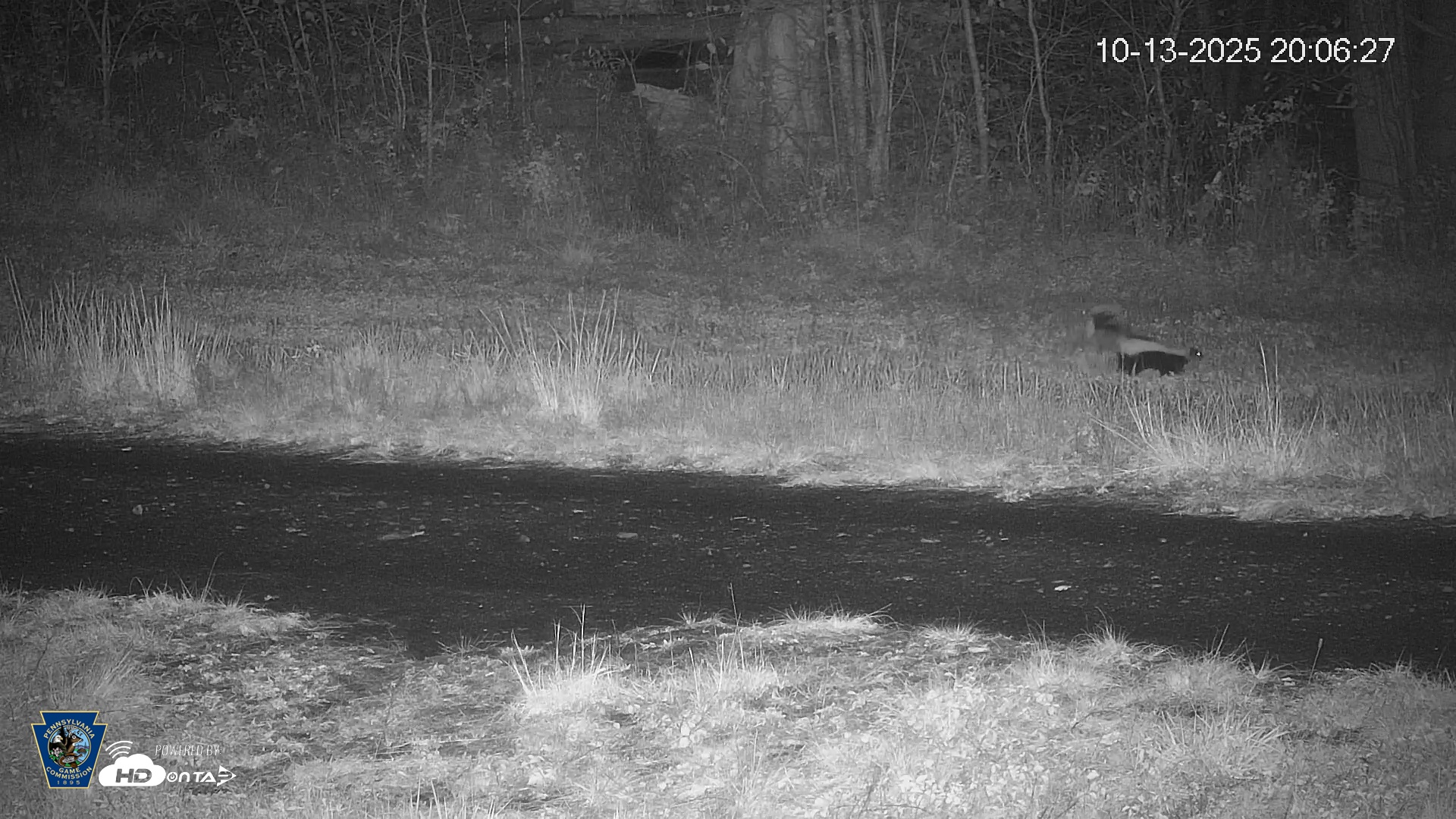 Snapshot of Pennsylvania Elk Live Webcam taken Oct 13, 2025, 8:07pm EDT