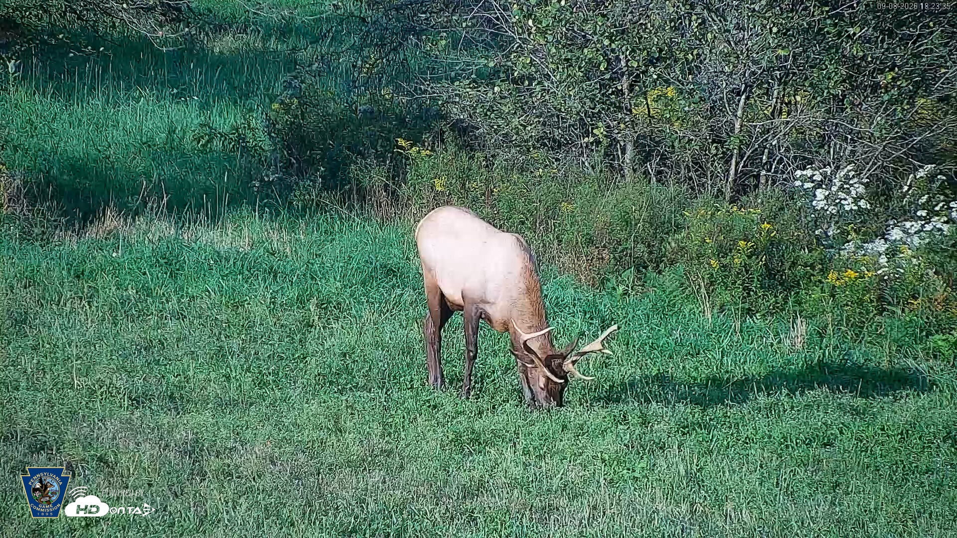 Snapshot of Pennsylvania Elk Live Webcam taken Sep 8, 2026, 6:24pm EDT