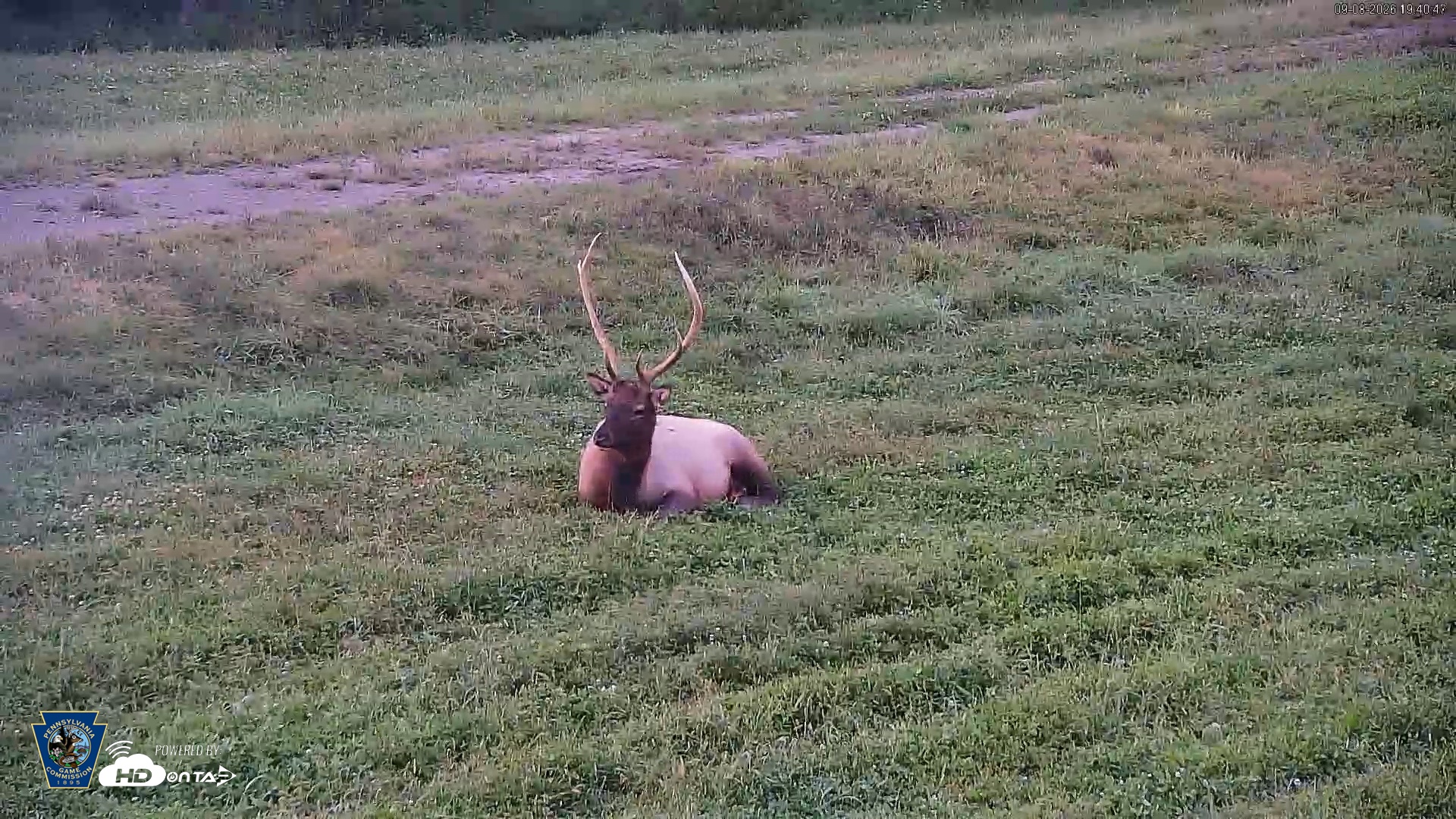 Snapshot of Pennsylvania Elk Live Webcam taken Sep 8, 2026, 7:41pm EDT