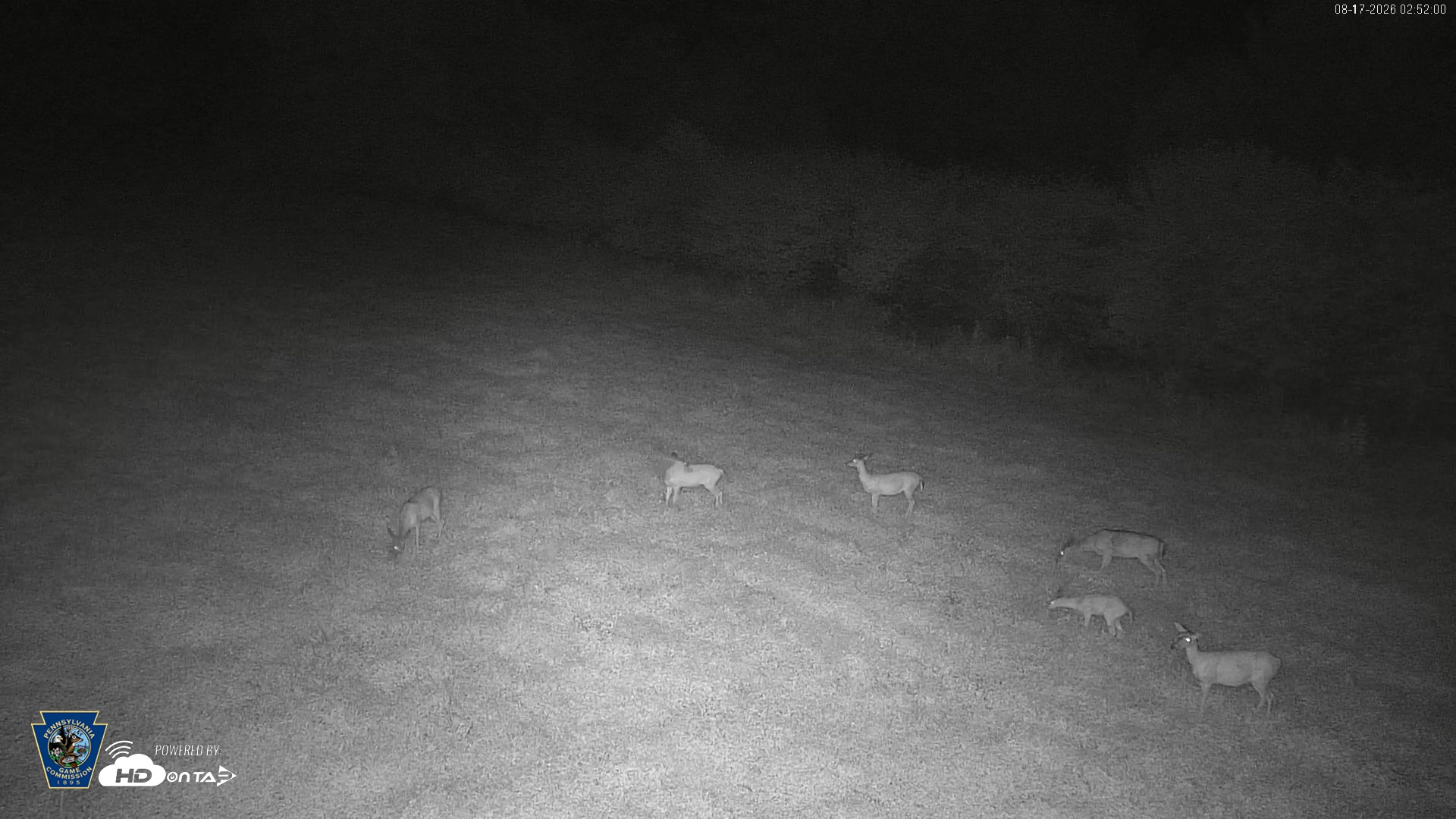 Snapshot of Pennsylvania Elk Live Webcam taken Aug 17, 2026, 2:52am EDT
