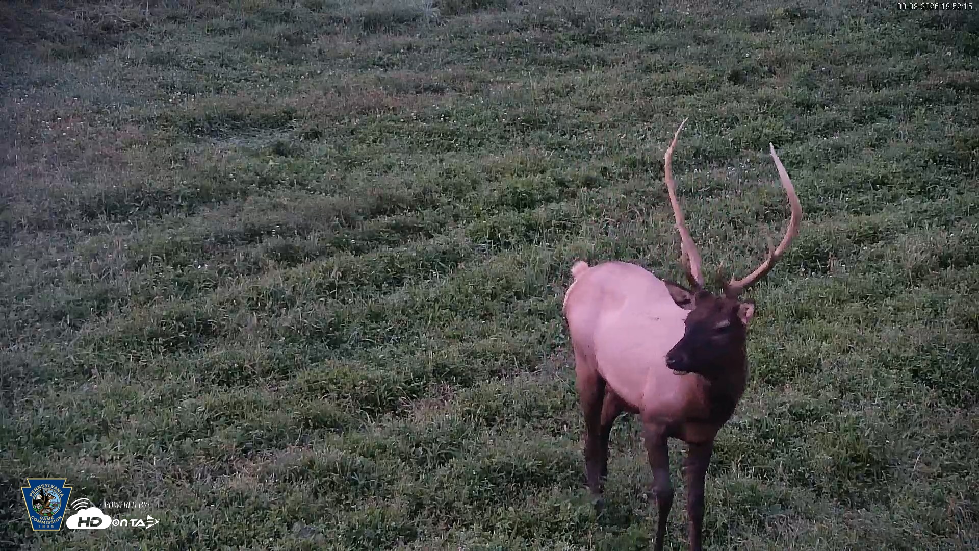 Snapshot of Pennsylvania Elk Live Webcam taken Sep 8, 2026, 7:53pm EDT