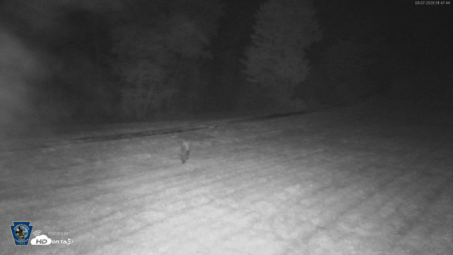 Snapshot of Pennsylvania Elk Live Webcam taken Sep 7, 2026, 1:48am EDT