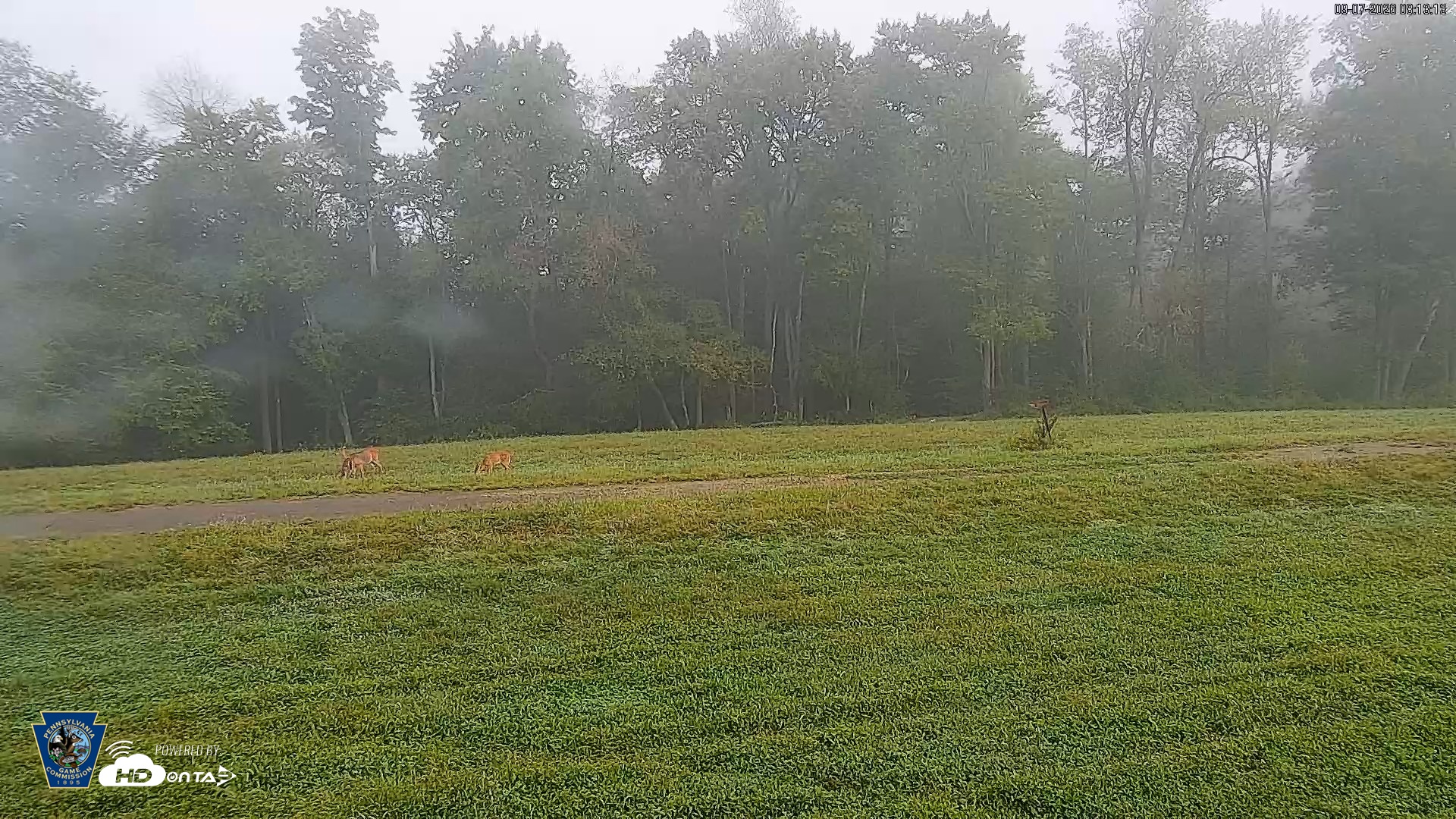 Snapshot of Pennsylvania Elk Live Webcam taken Sep 7, 2026, 8:14am EDT