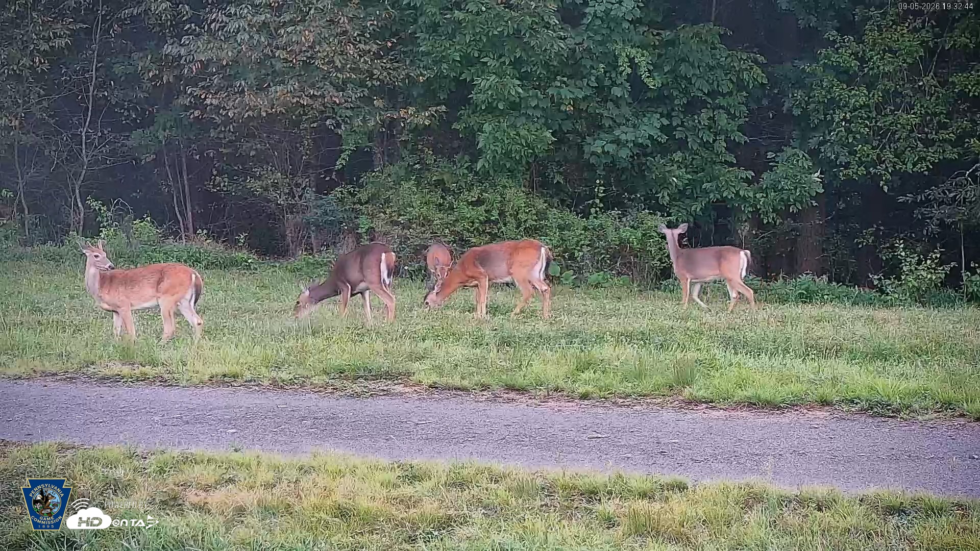 Snapshot of Pennsylvania Elk Live Webcam taken Sep 5, 2026, 7:33pm EDT