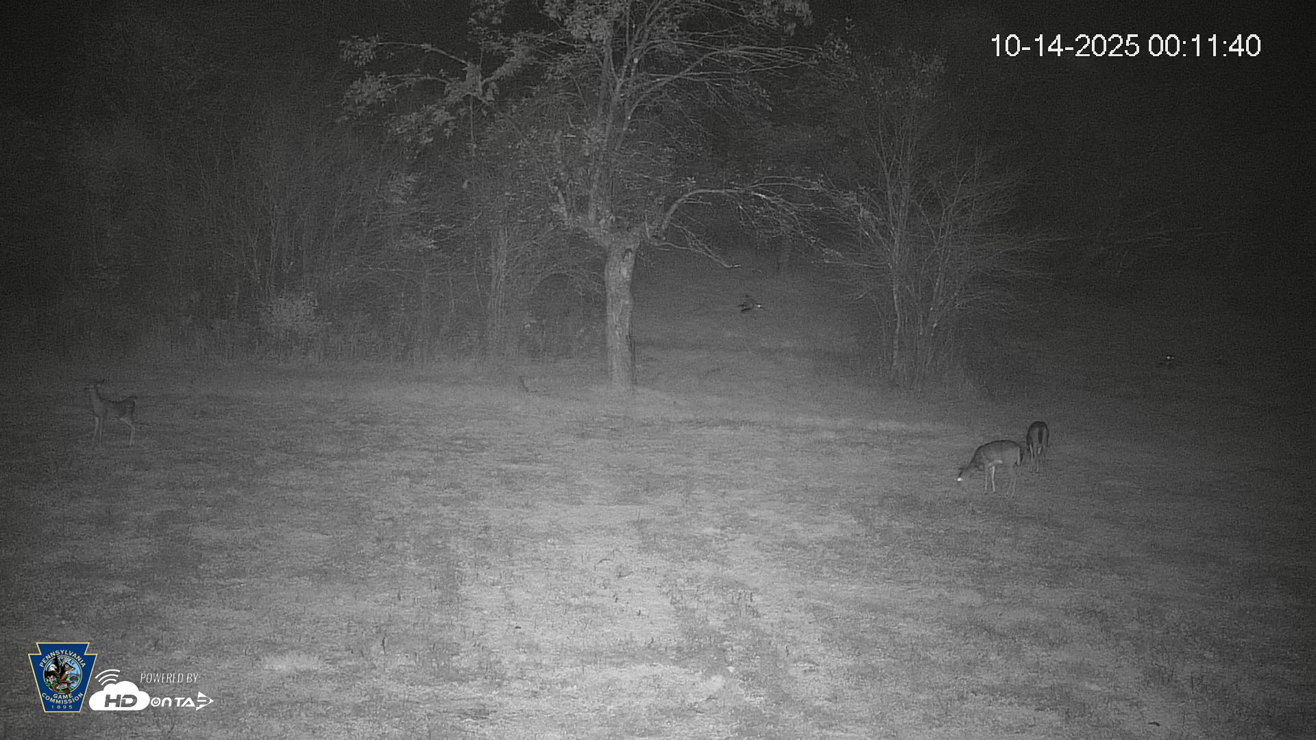 Snapshot of Pennsylvania Elk Live Webcam taken Oct 14, 2025, 12:12am EDT