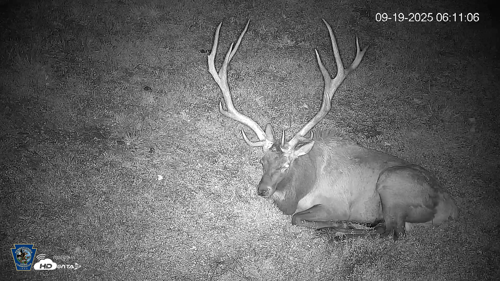 Snapshot of Pennsylvania Elk Live Webcam taken Sep 19, 2025, 6:11am EDT