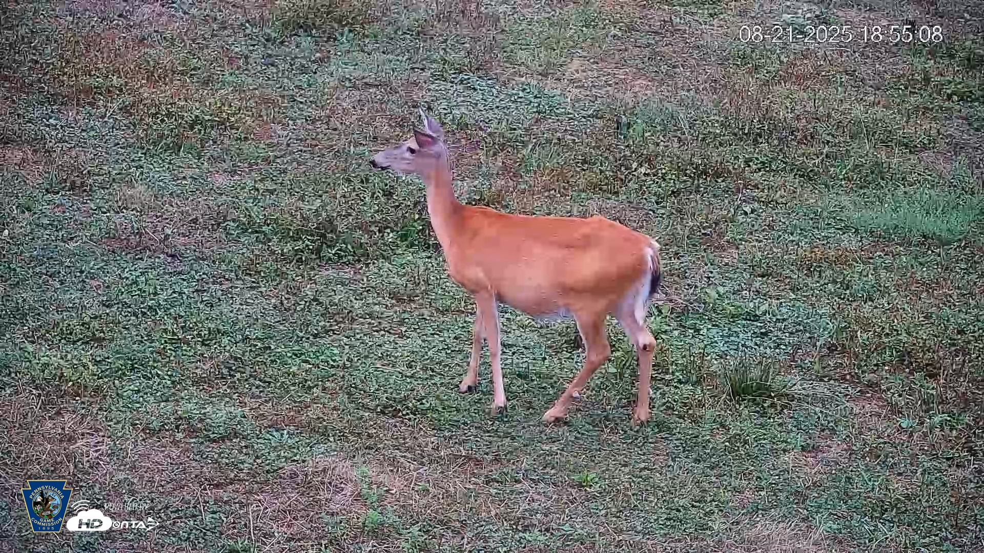 Snapshot of Pennsylvania Elk Live Webcam taken Aug 21, 2025, 6:55pm EDT