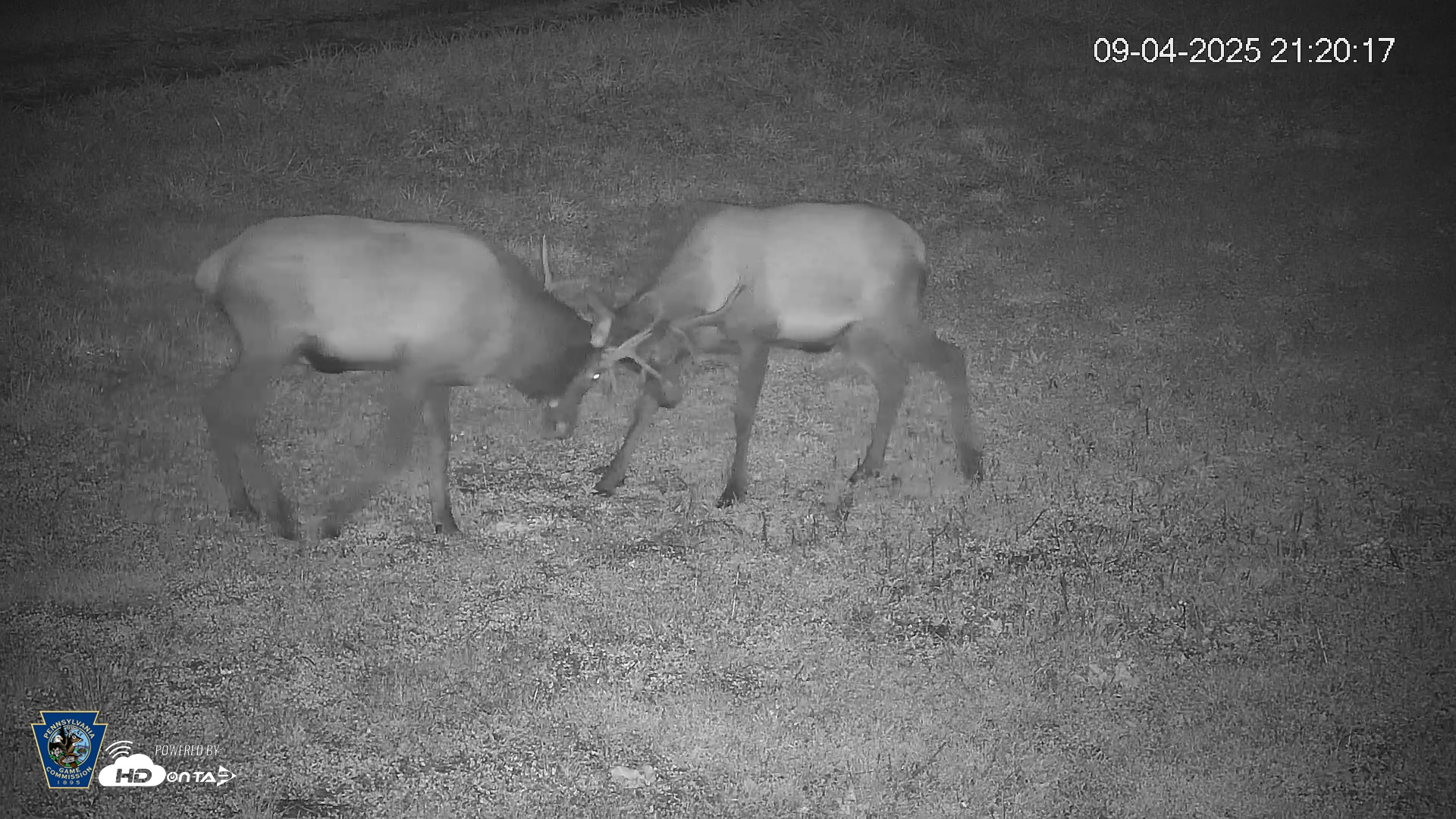 Snapshot of Pennsylvania Elk Live Webcam taken Sep 4, 2025, 9:21pm EDT