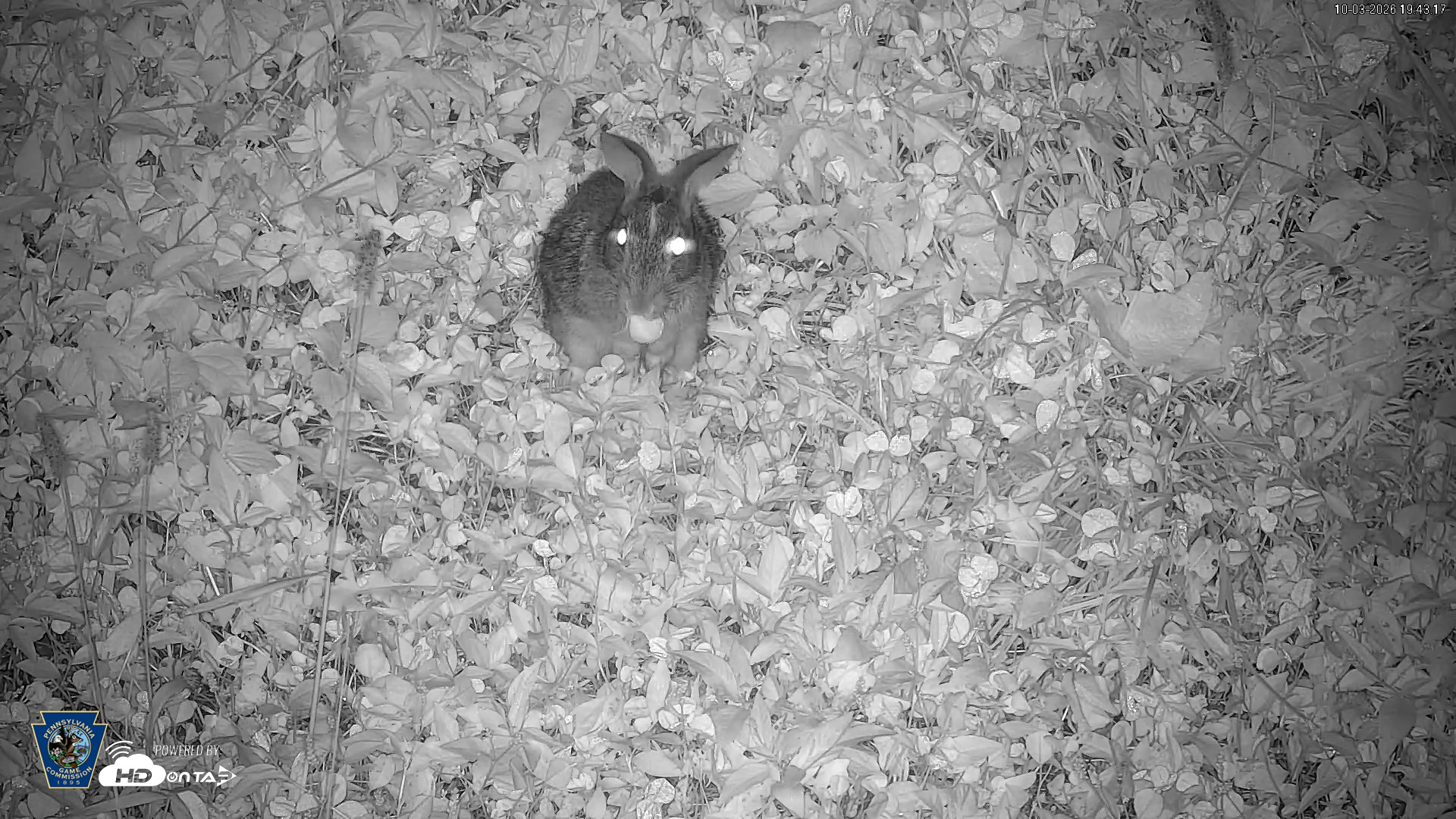 Snapshot of Pennsylvania Elk Live Webcam taken Oct 3, 2026, 7:44pm EDT